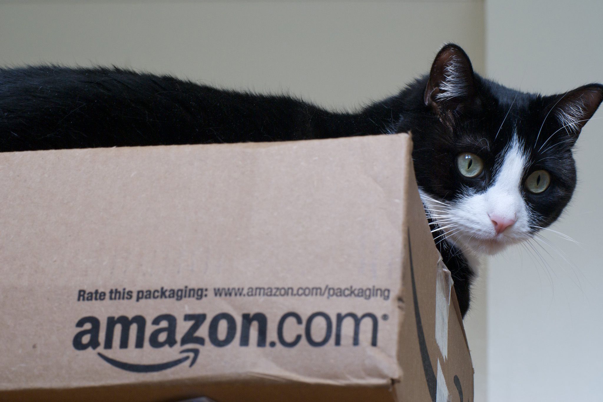 cat on amazon box