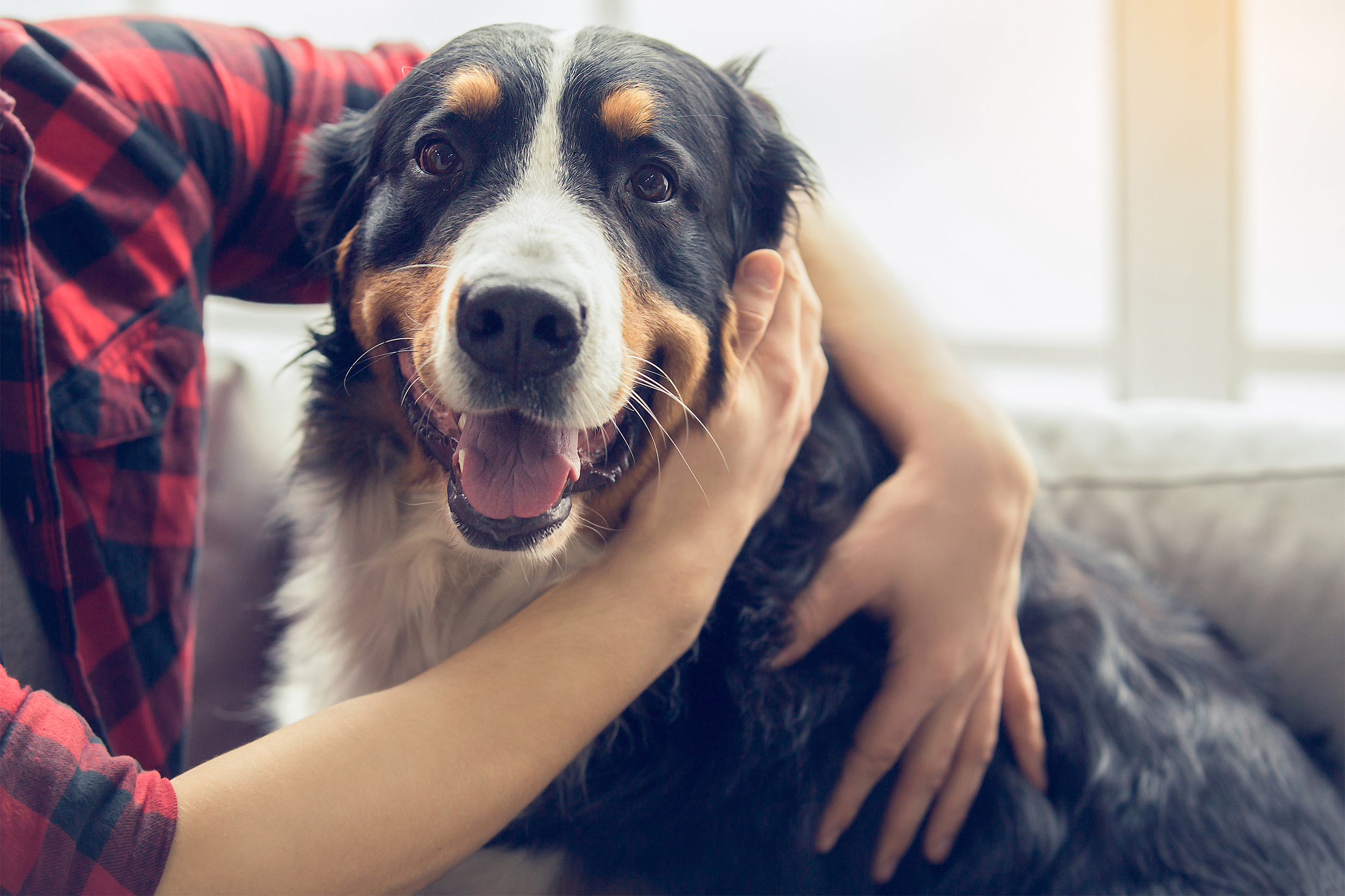 Man hugging a dog