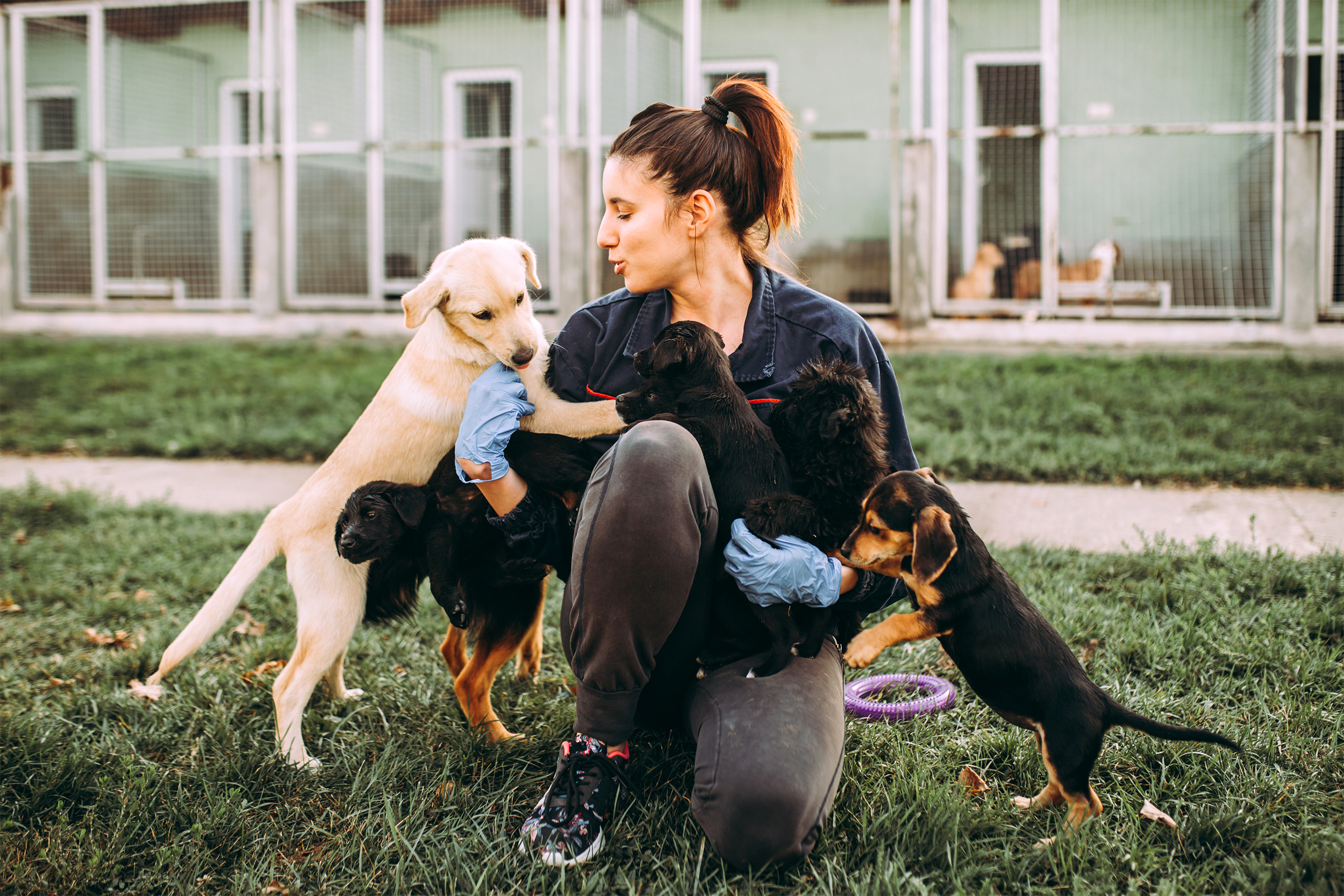 Kennel with dogs