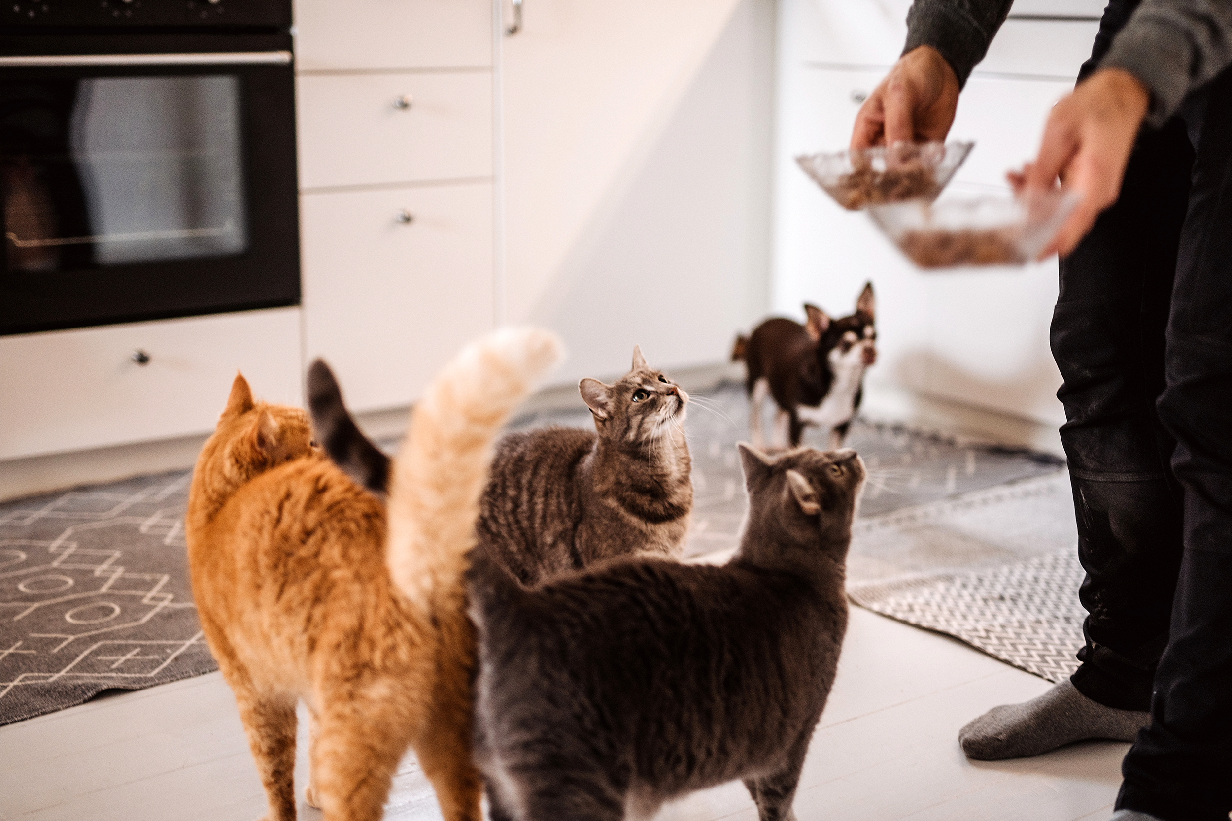 Feeding cats and a dog