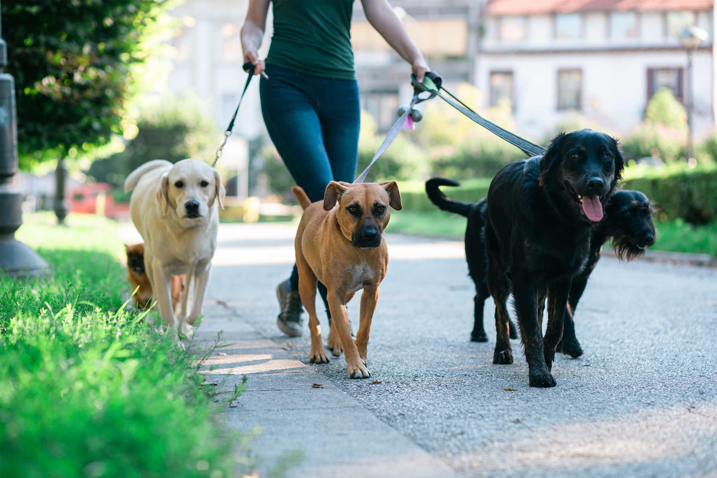 Dog walker