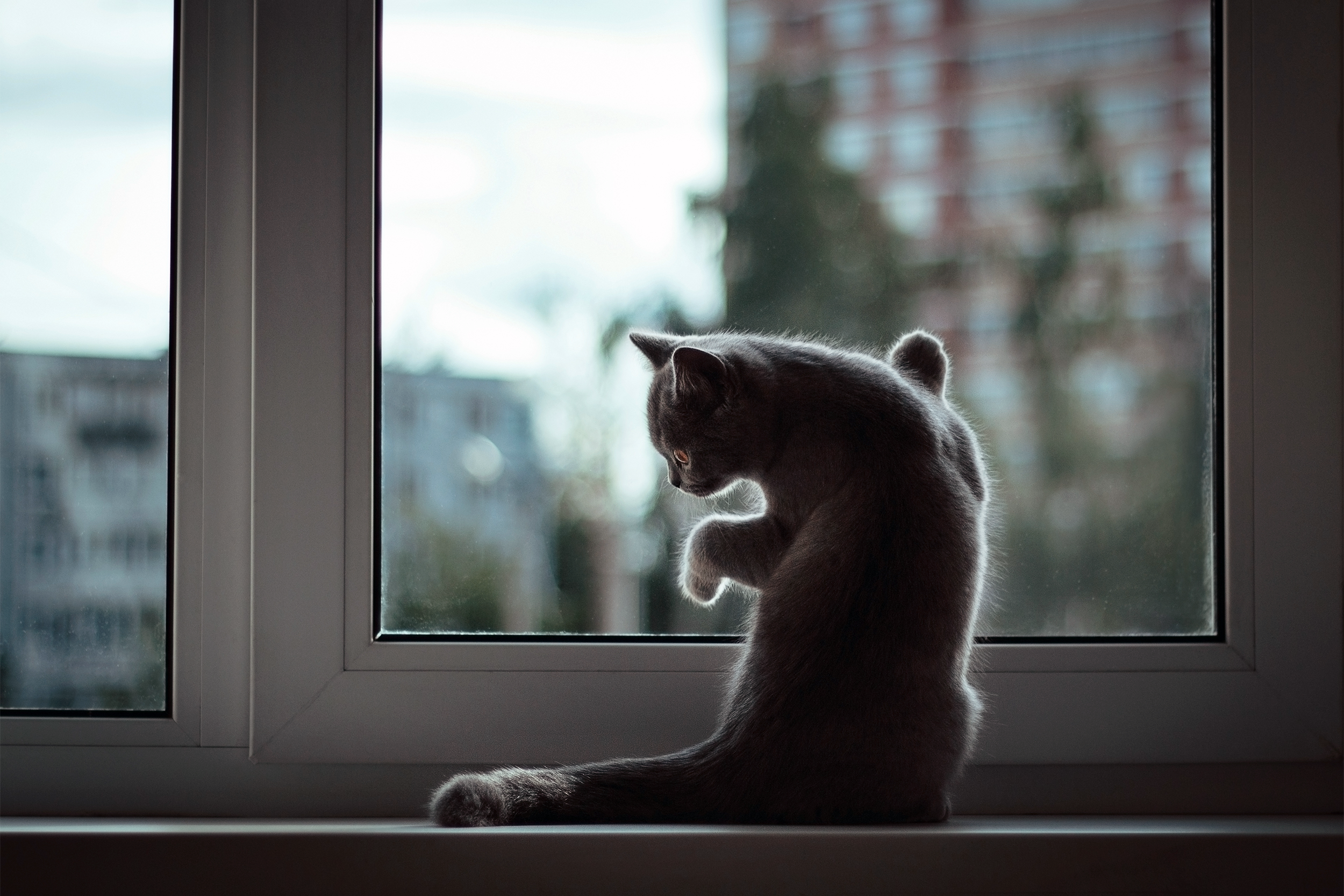Cat at home in front of the window