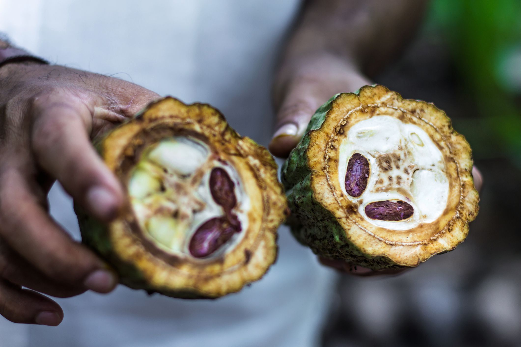 Fresh opened Cocoa fruit in farmers hands