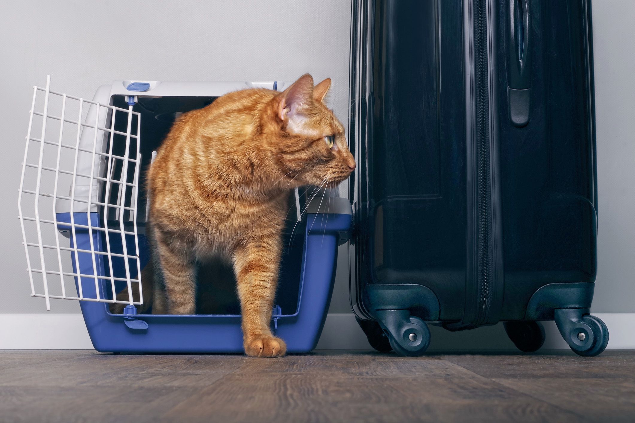 cat coming out of crate next to suitcase