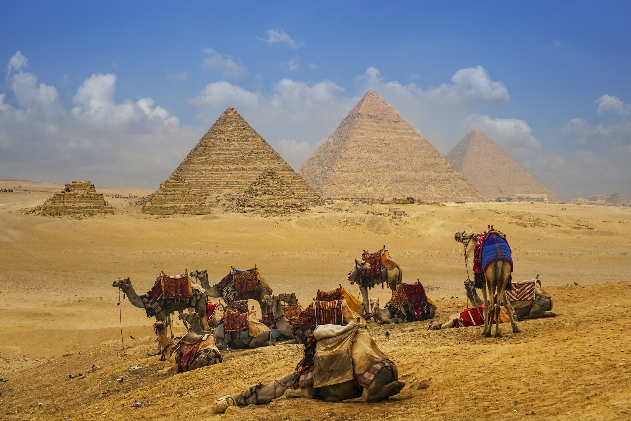 camels in front of giza