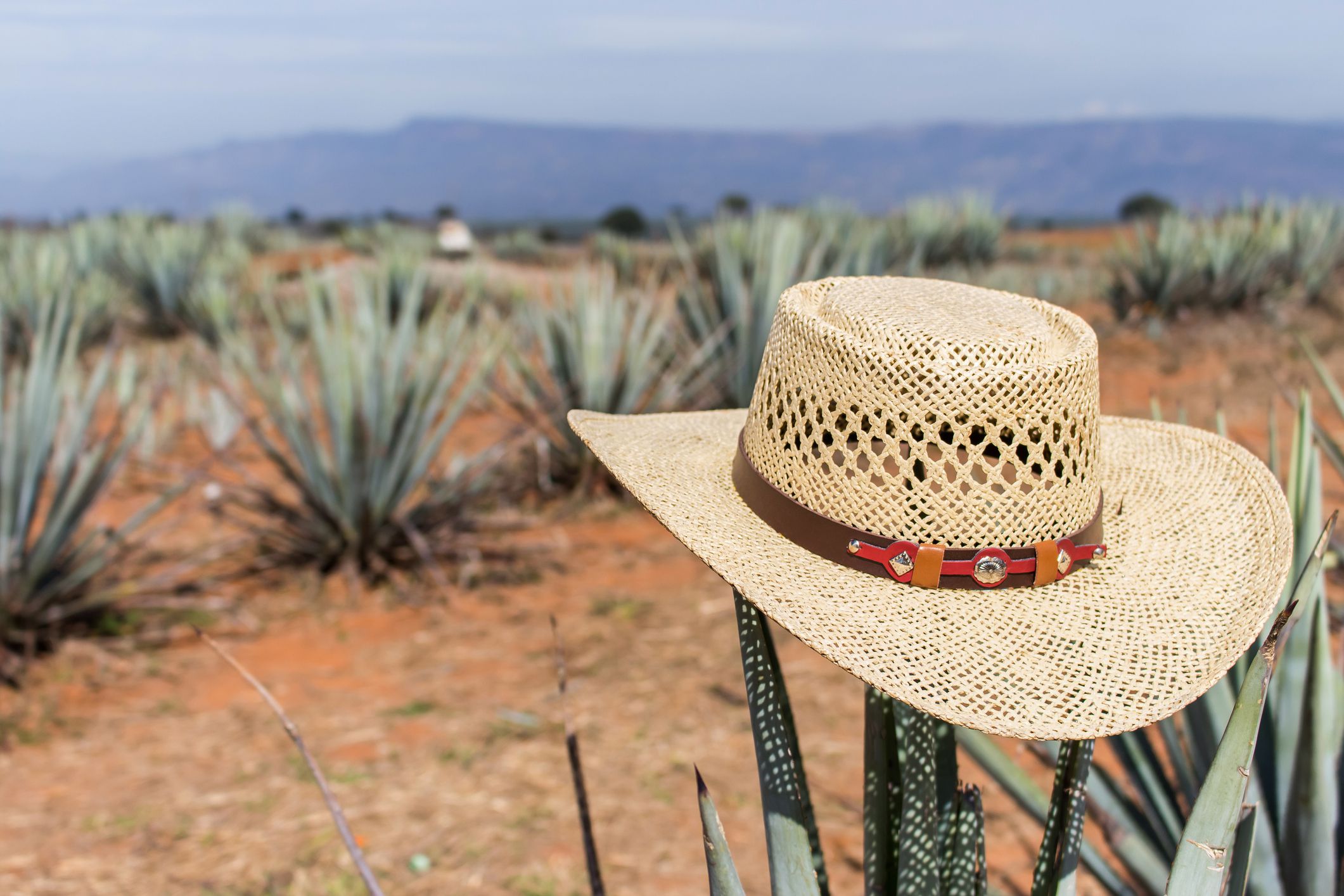 Sombrero on agave plant with agave farm in the background
