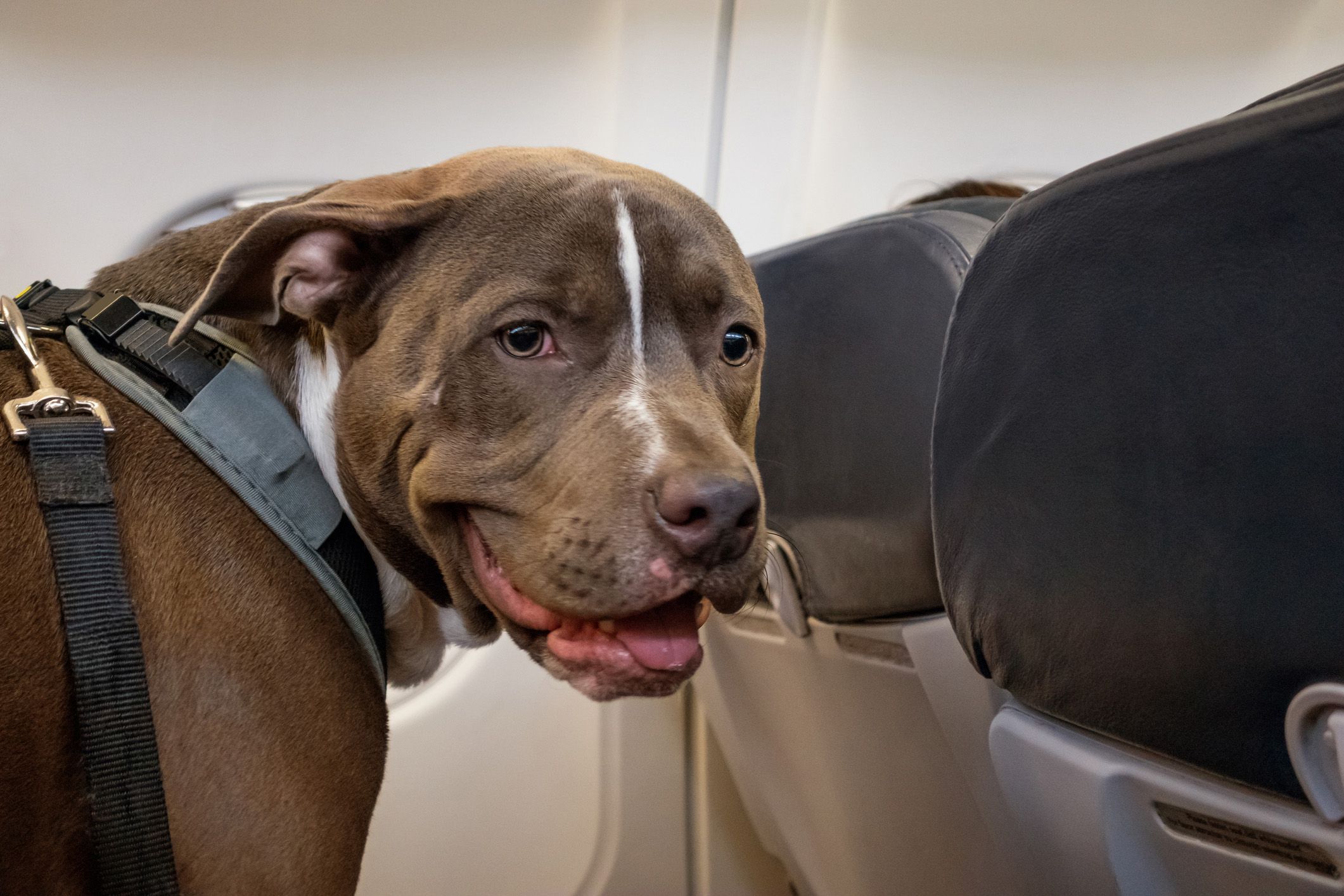 dog on airplane seat