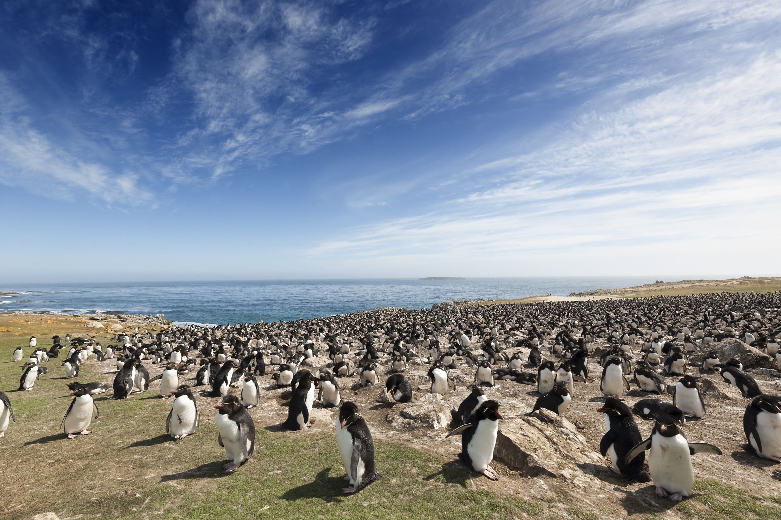Rockhopper Penguin Colony, The Falkland Islands