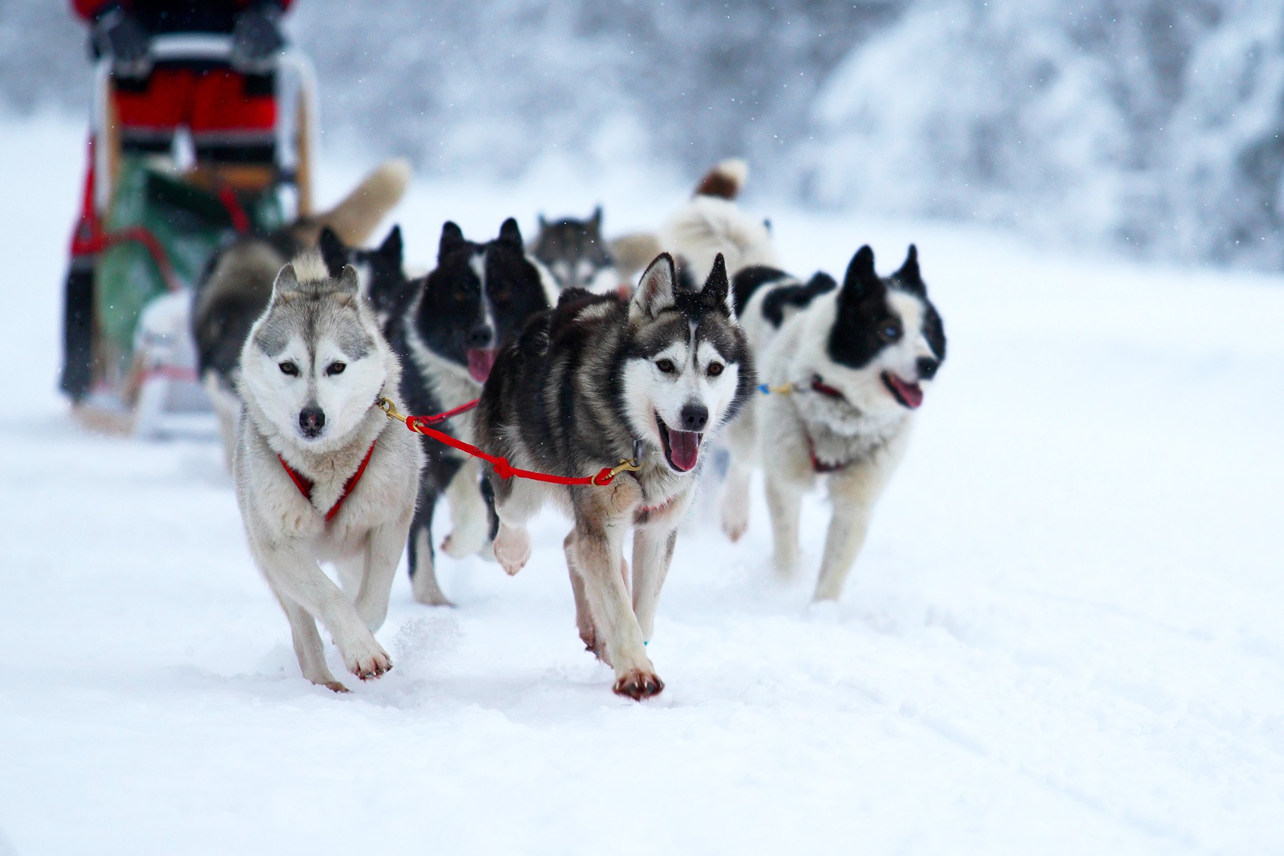 dog sled race in Joseph, OR