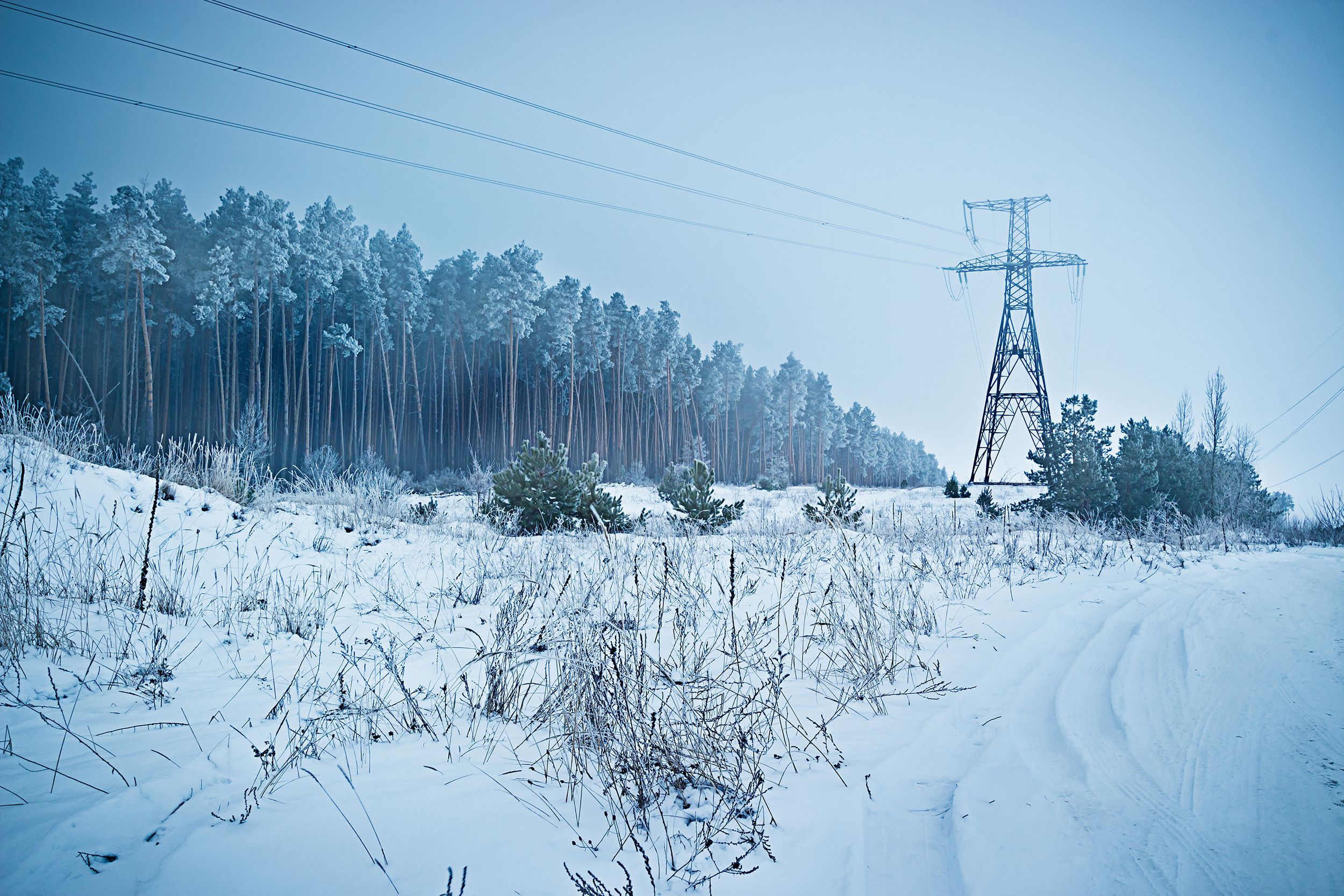 reliance electric transmission line on the edge of the pine winter forest, Alaska