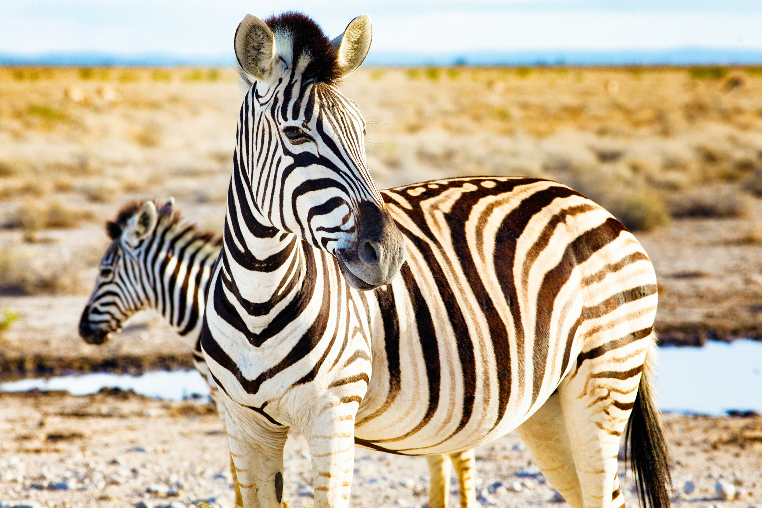 Zebra in Etosha National Park