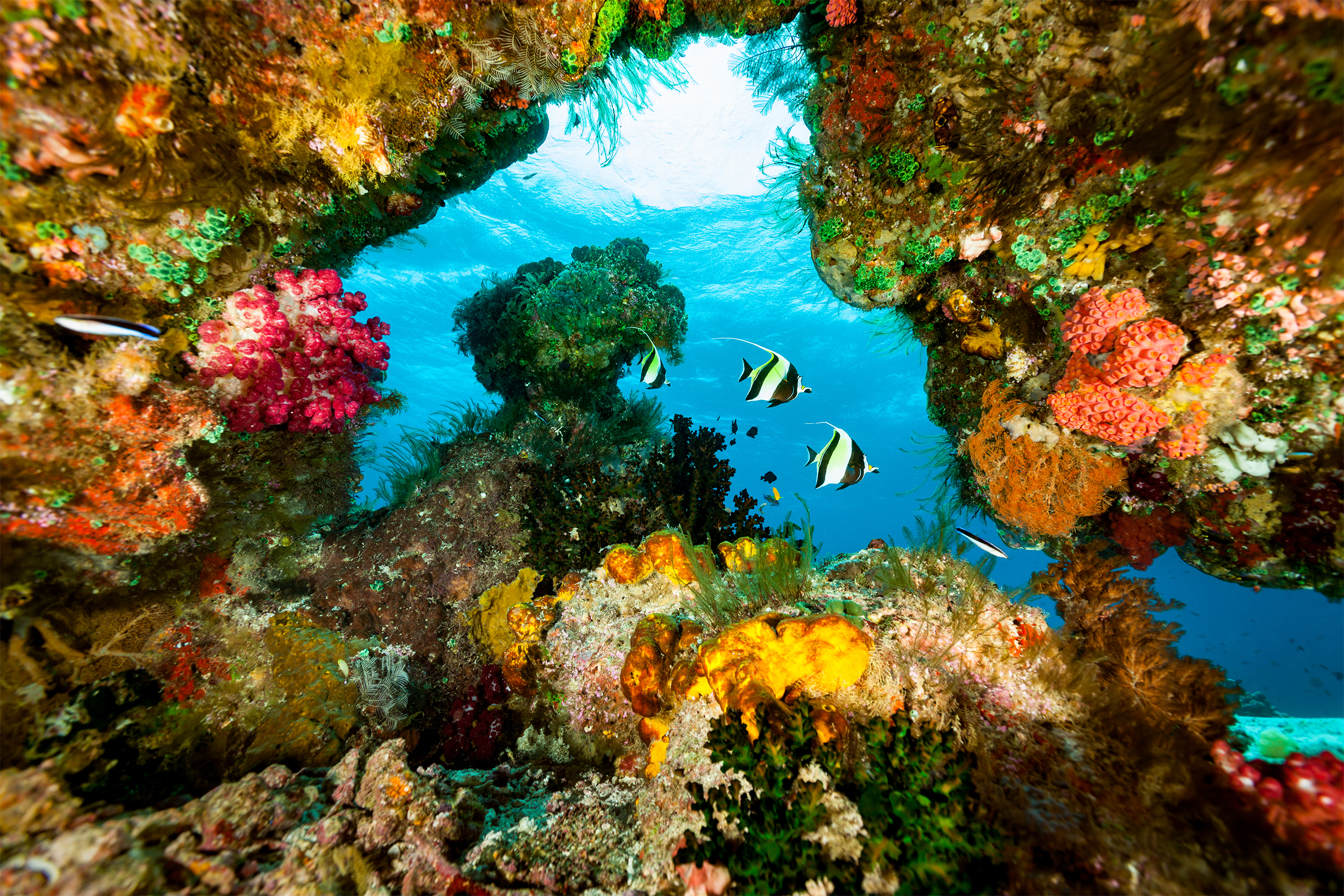 Raja Ampat, Indonesia Reefs