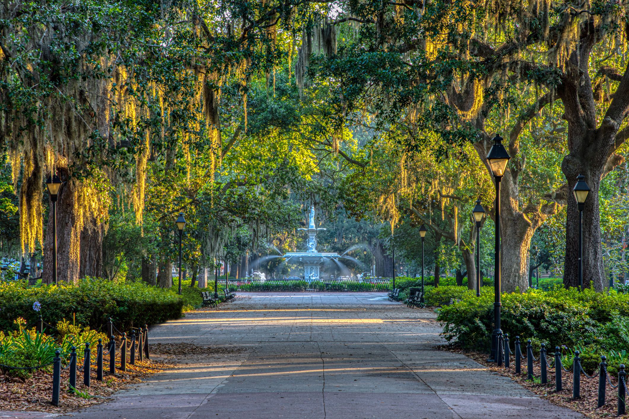sunrise on spanish moss in savannah, georgia