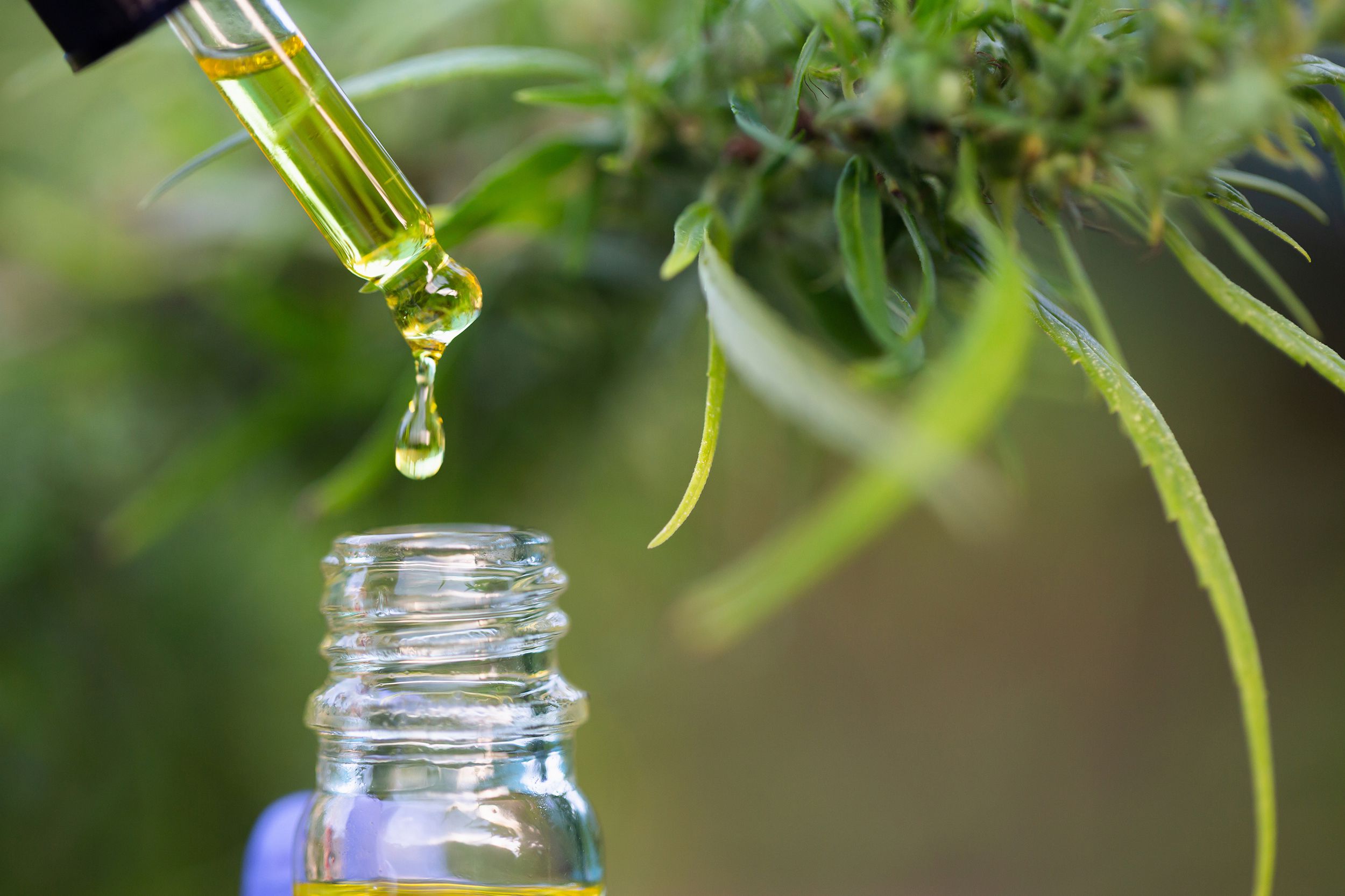 CBD hemp oil, hand holding bottle of Cannabis oil in pipette