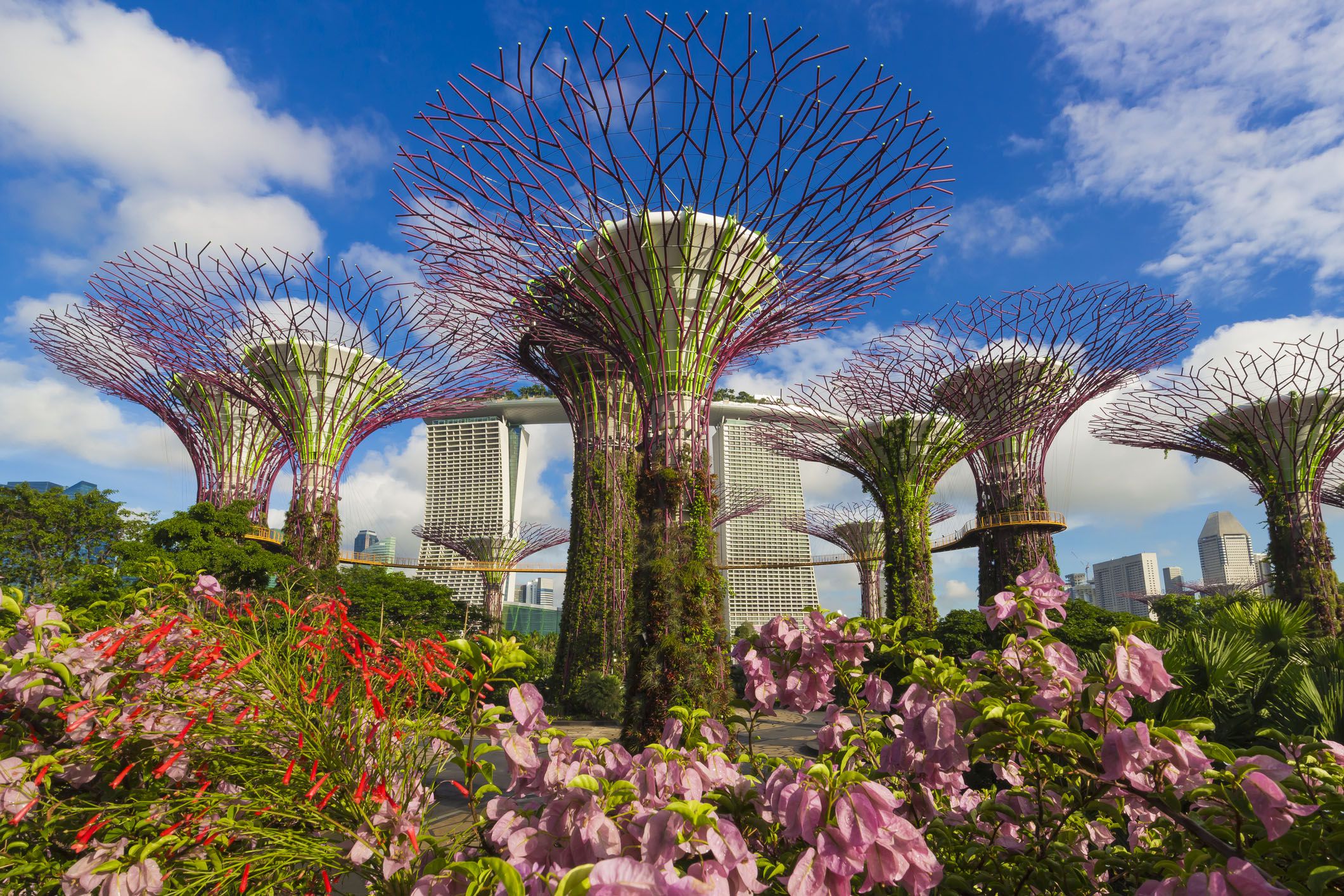 sunny day at gardens by the bay