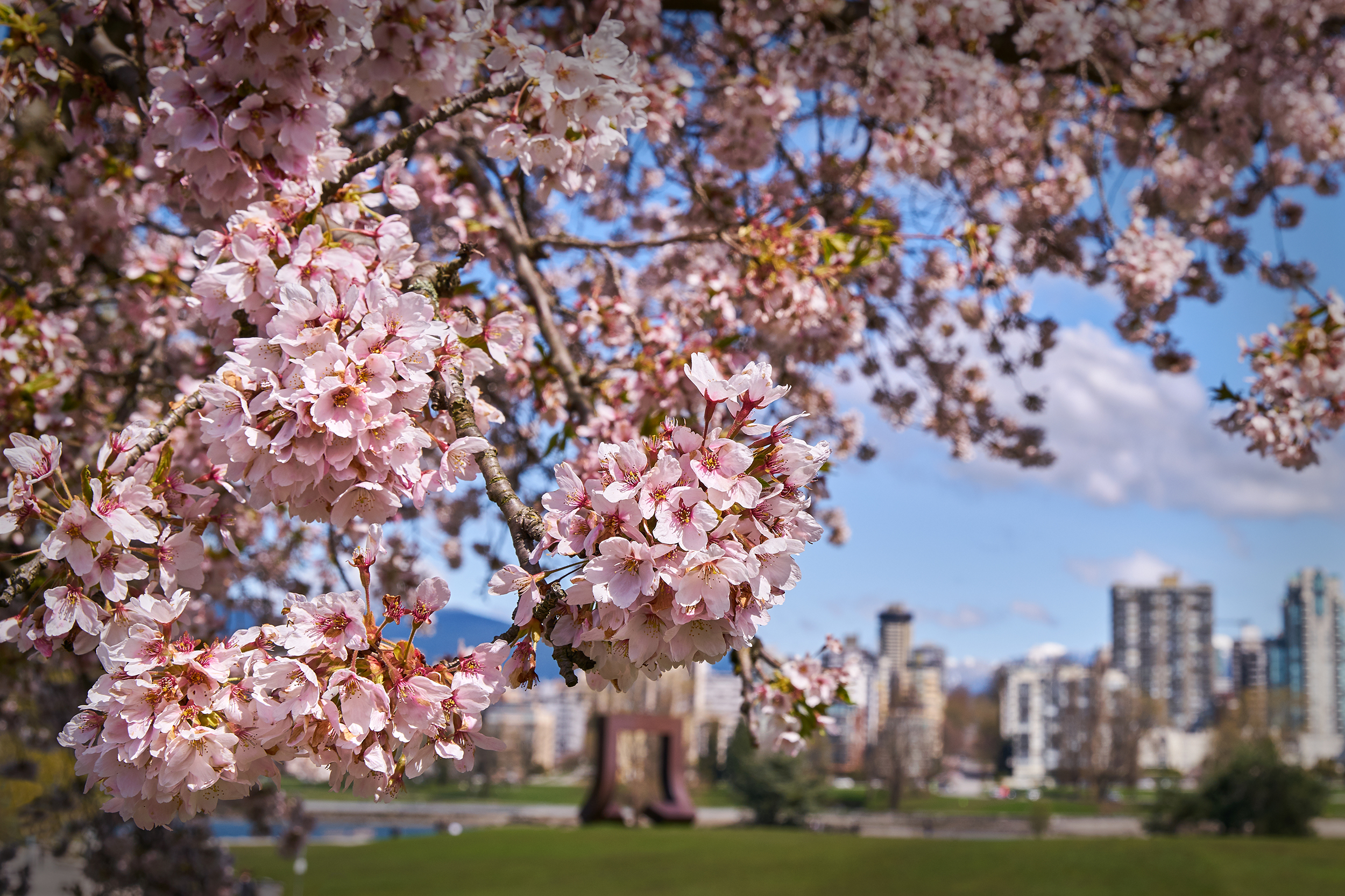 Cherry blossoms in Vancouver, Canada