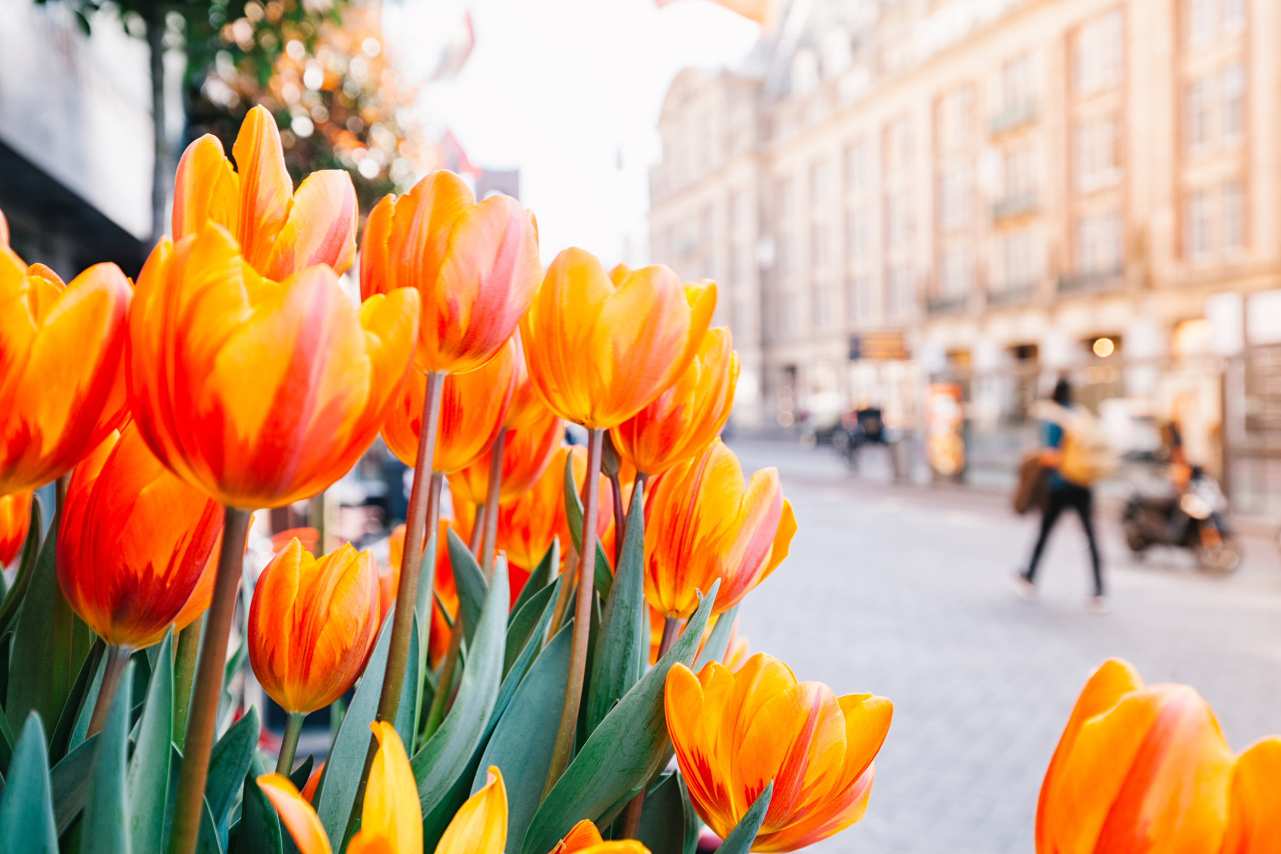 Closeup of orange tulips in Amsterdam