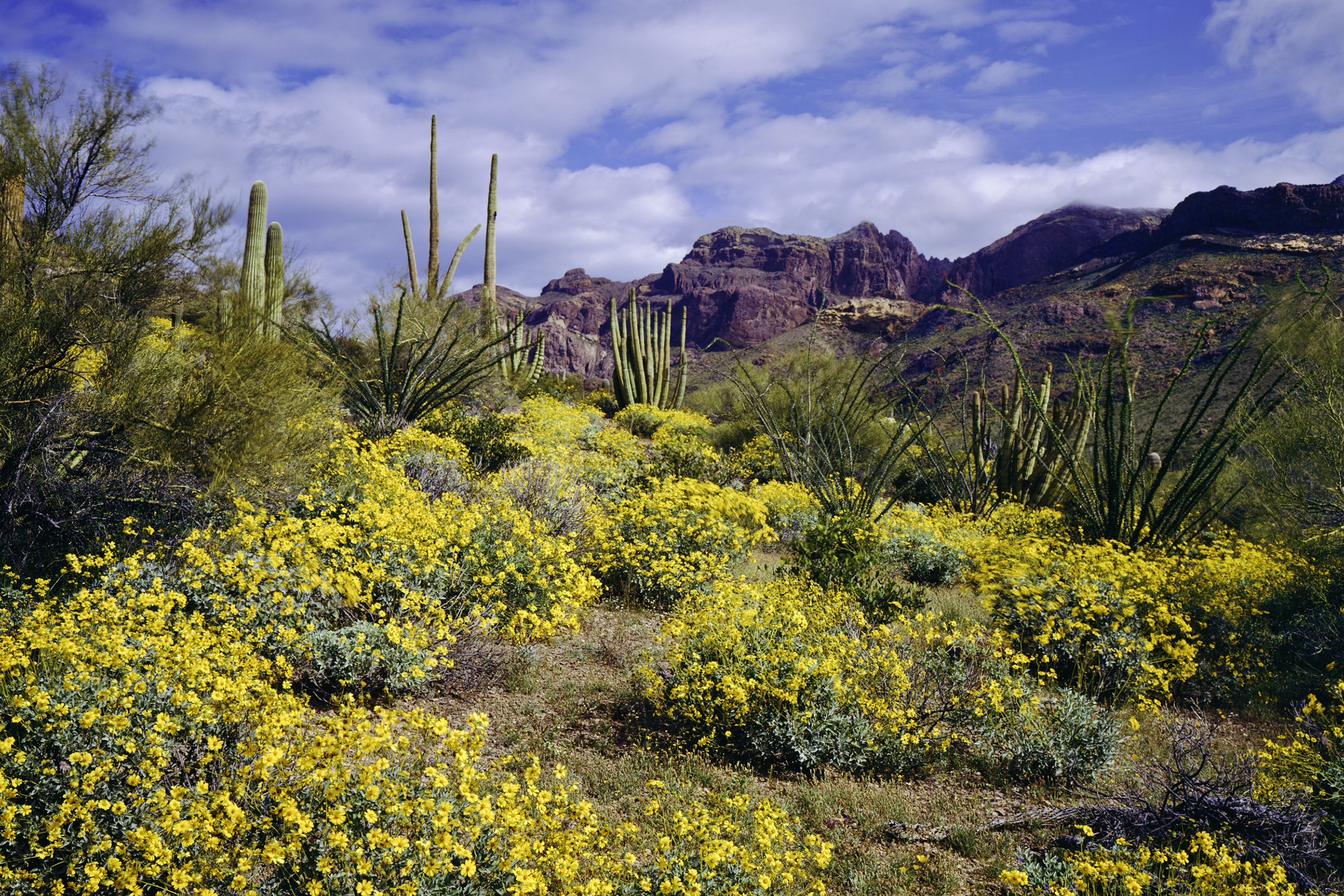 Saguaro National Park in Tucson, AZ