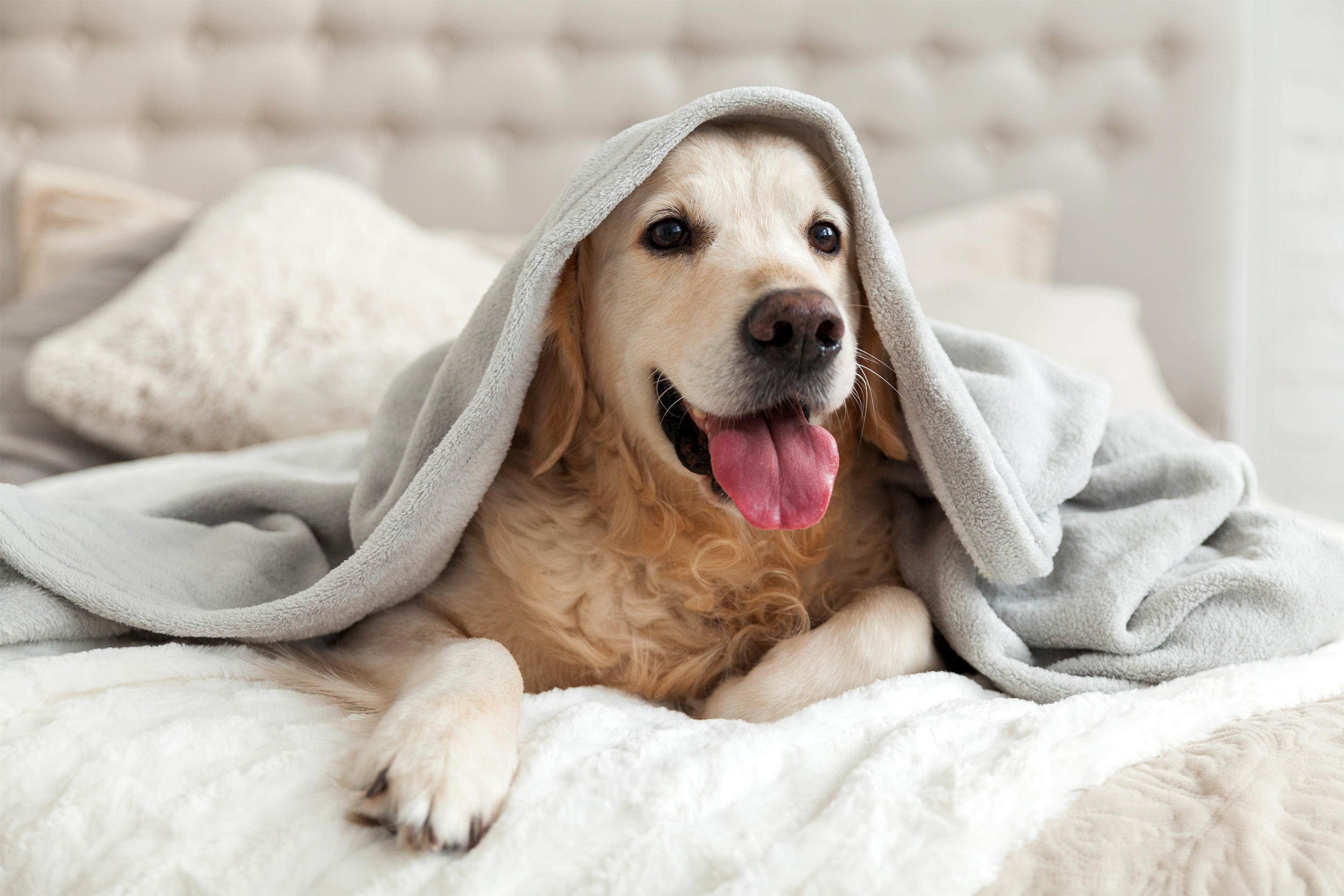 Dog in a bed