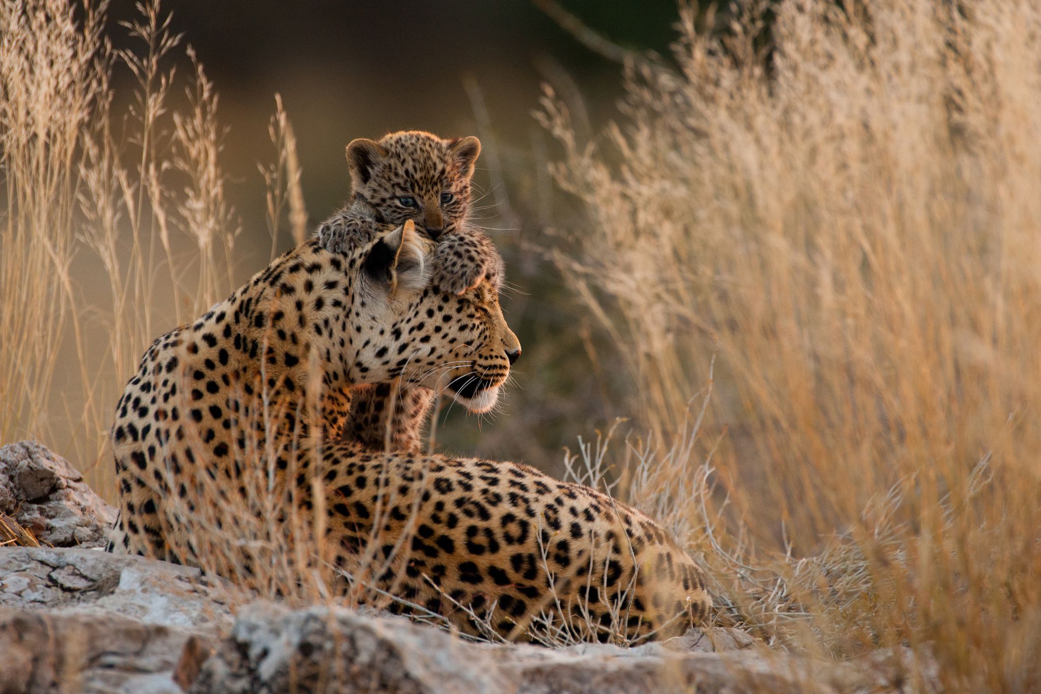 leopards in Kgalagadi Transfrontier Park