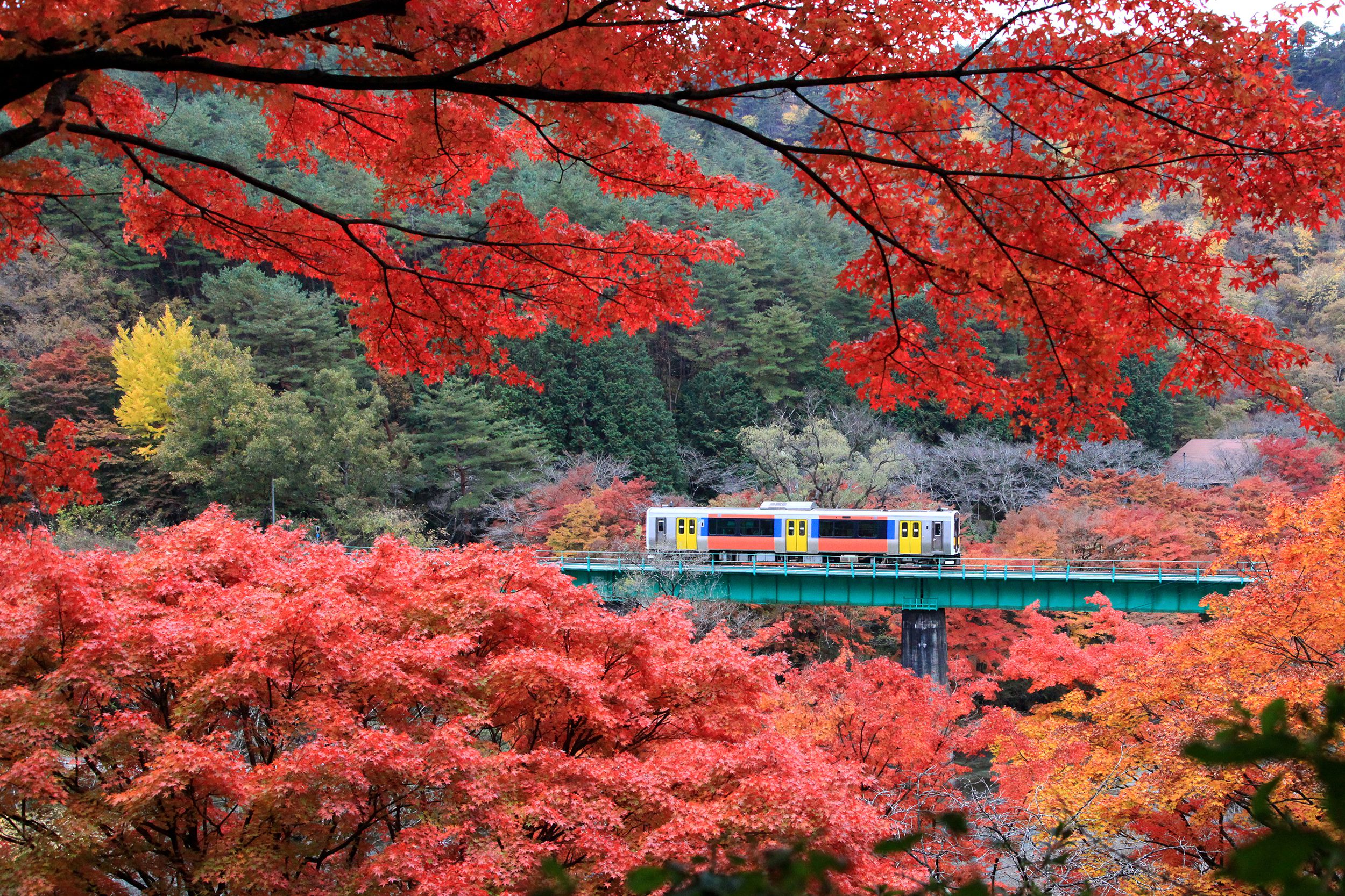 Beautiful maple(momiji) leaves with train running at Yamatsuriyama Park in Fukushima prefecture, Japan