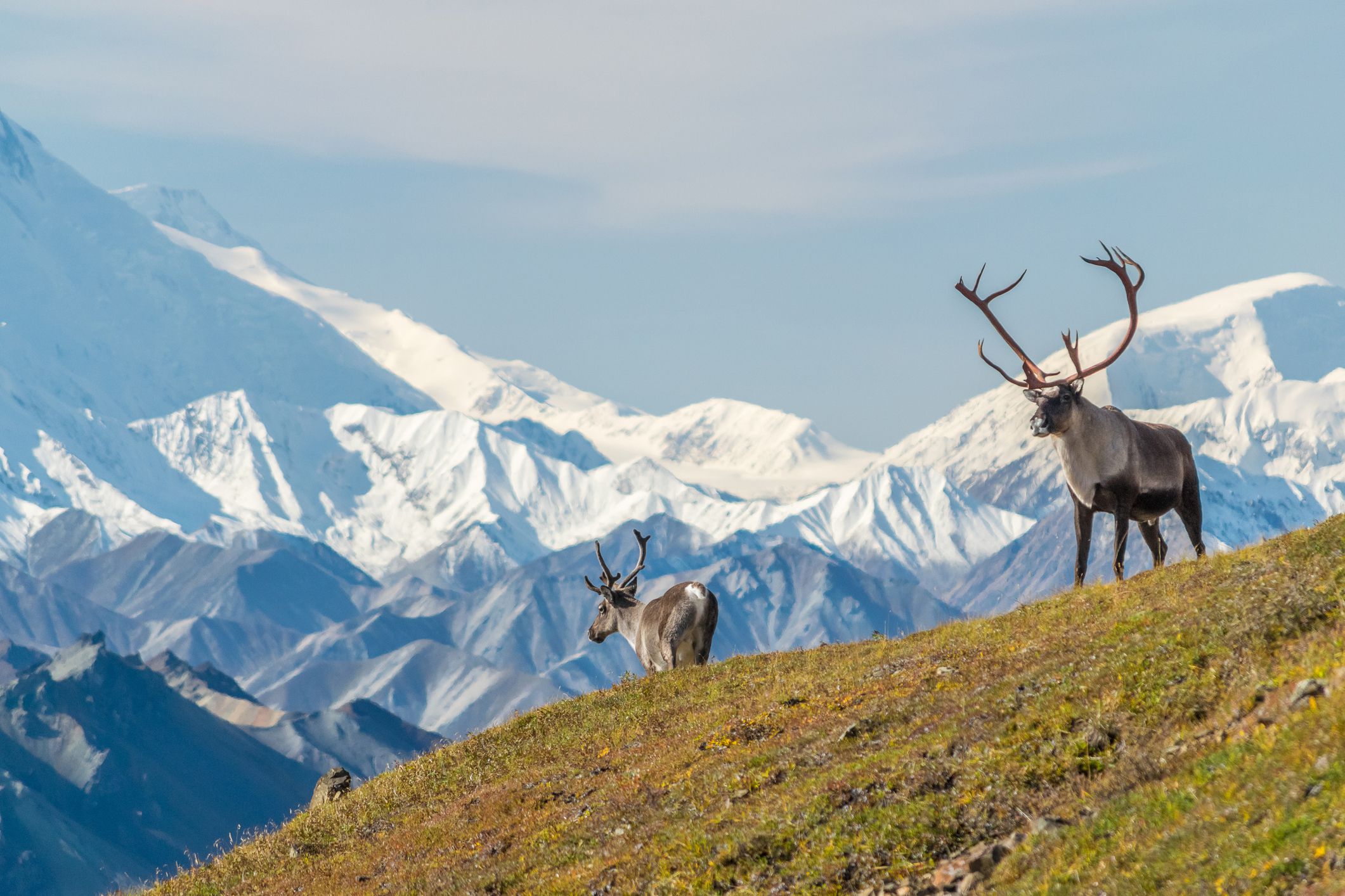 Majestic caribou bull in front of the mount Denali, ( mount Mckinley), Alaska