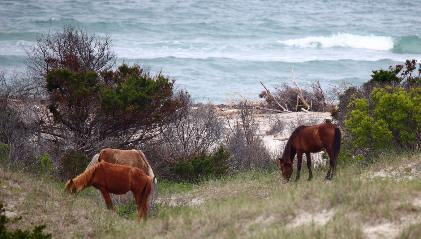 Wild Spanish mustangs of Shackleford Banks North Carolina
