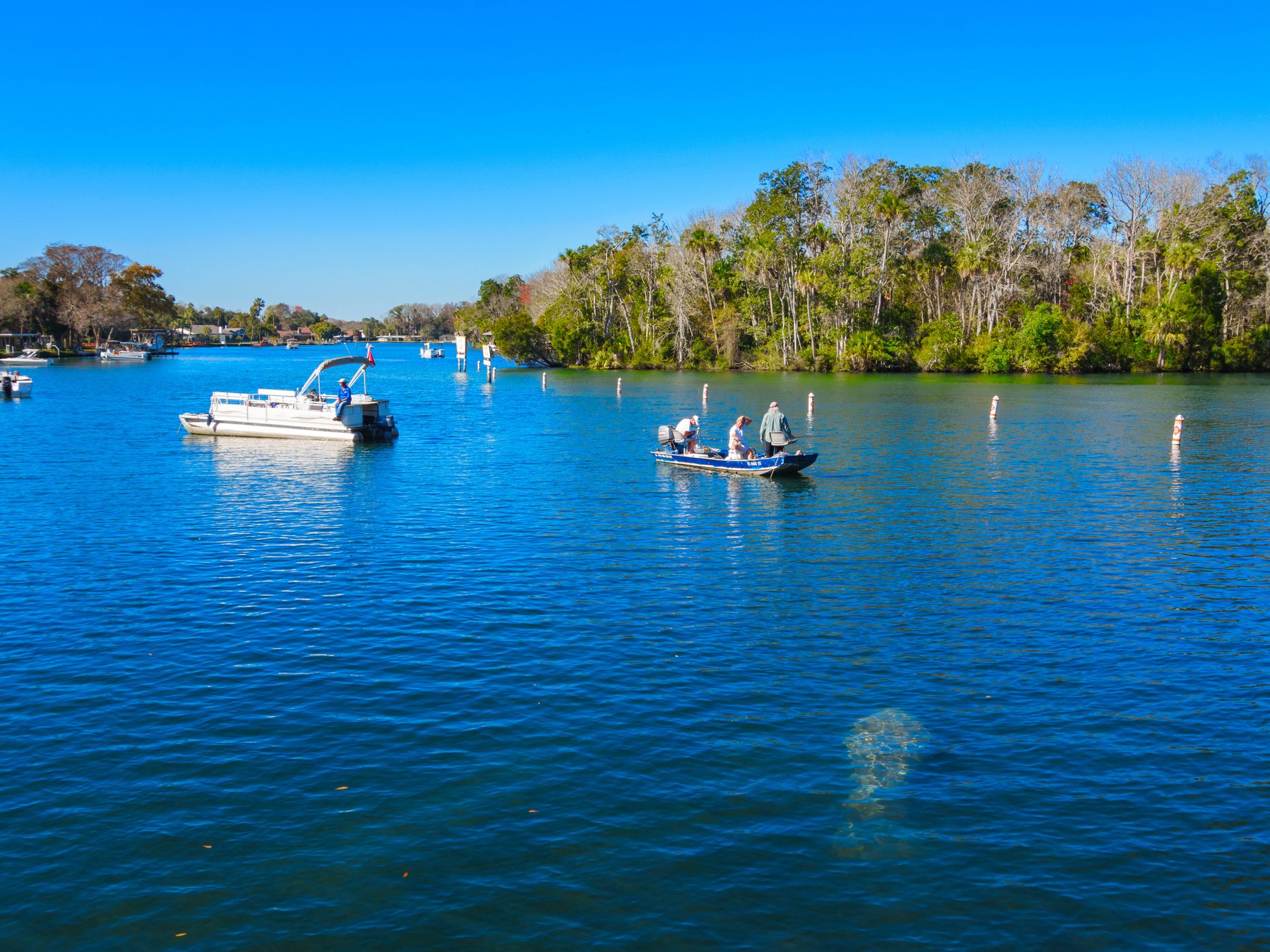 Homosassa Springs, USA-January 21, 2015: People fish and boat on the Homosassa River while a manatee swims in the foreground at Homosassa Springs, Florida. Homosassa Springs is a good place to watch and learn about manatees.