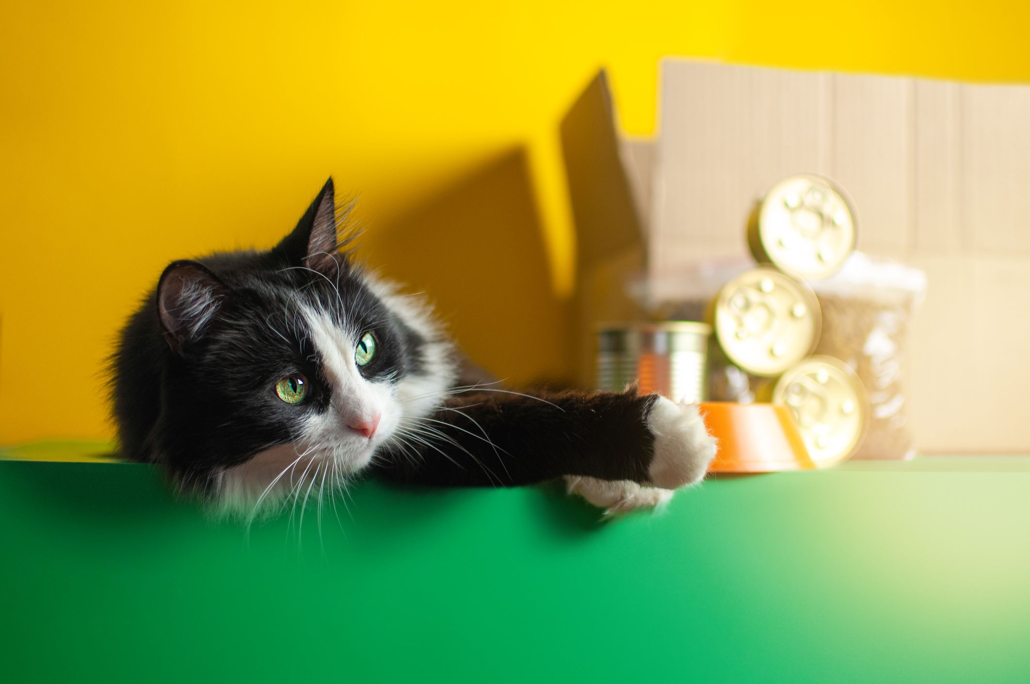 The concept of delivery food for a pet. Contactless delivery of pet goods, Pet Care. Beautiful black and white cat. Copy space