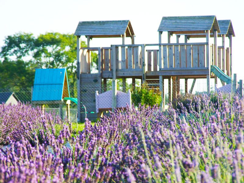 Wexford Lavender Farm, Wexford, Ireland
