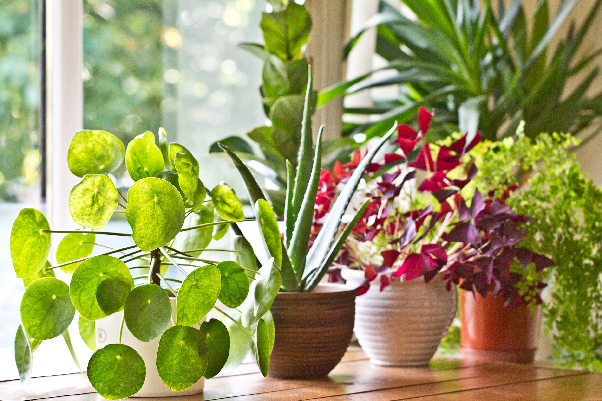 plants near window in home