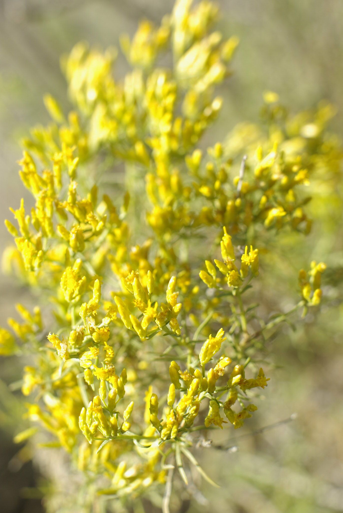 sagebrush