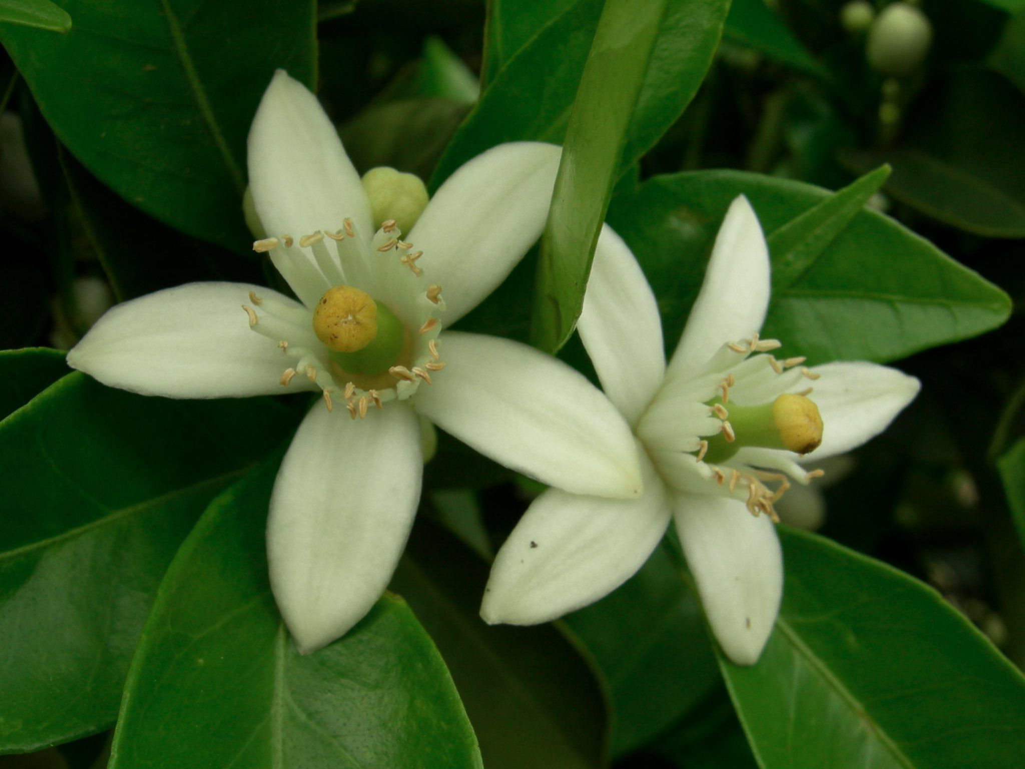 Orange Blossom