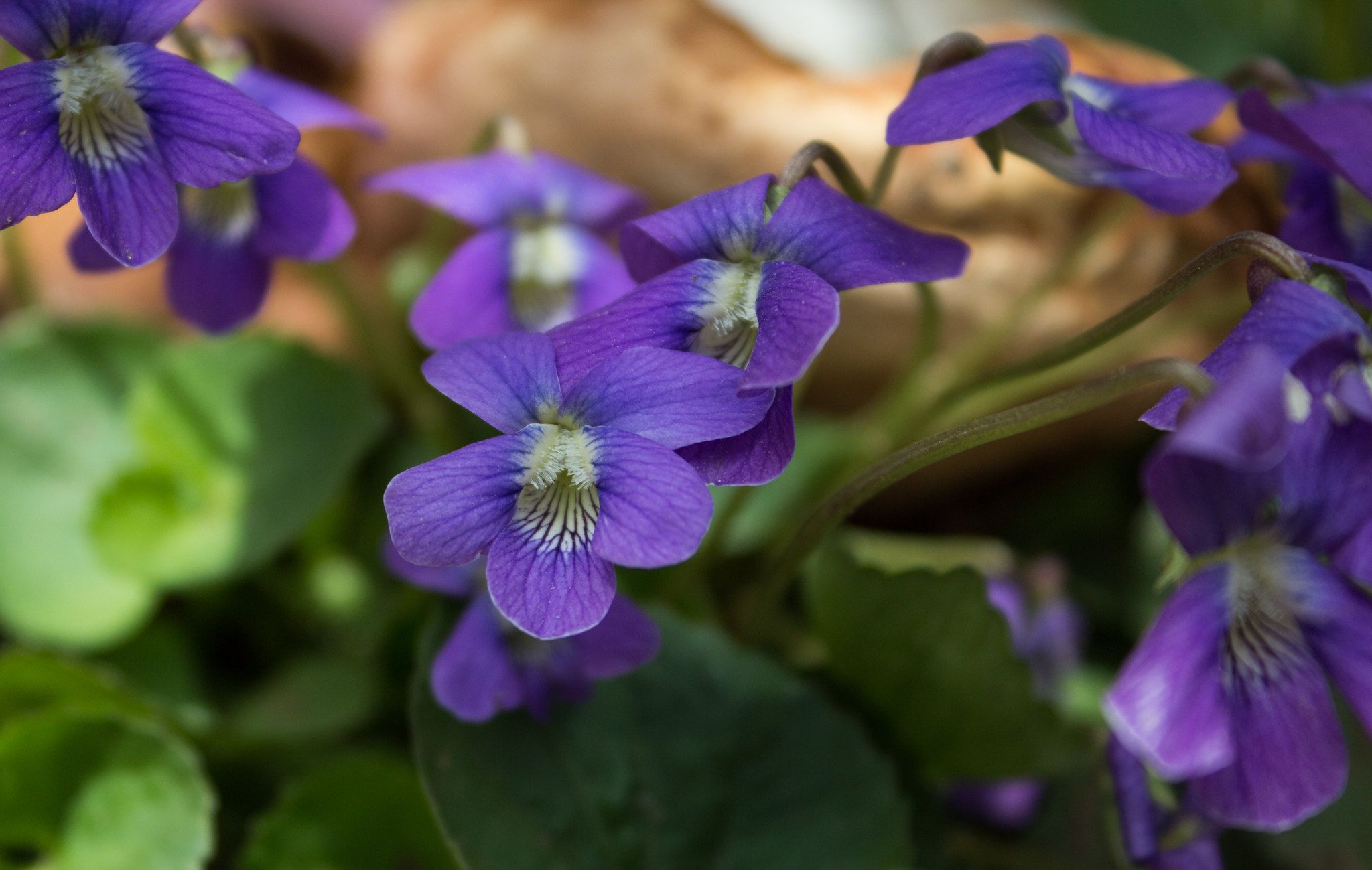 Violet