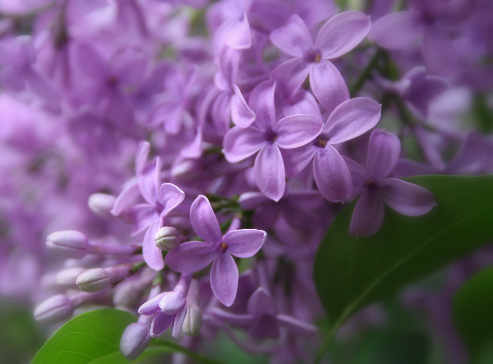 purple lilac