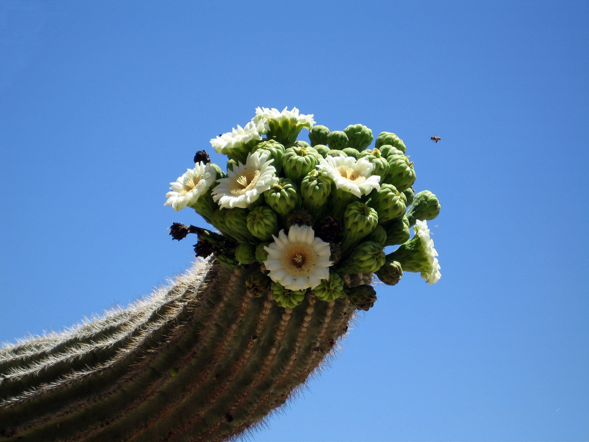 Arizona: Saguaro Cactus Blossom