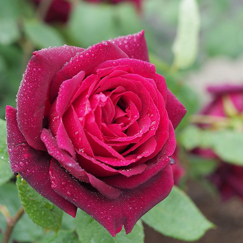 rose