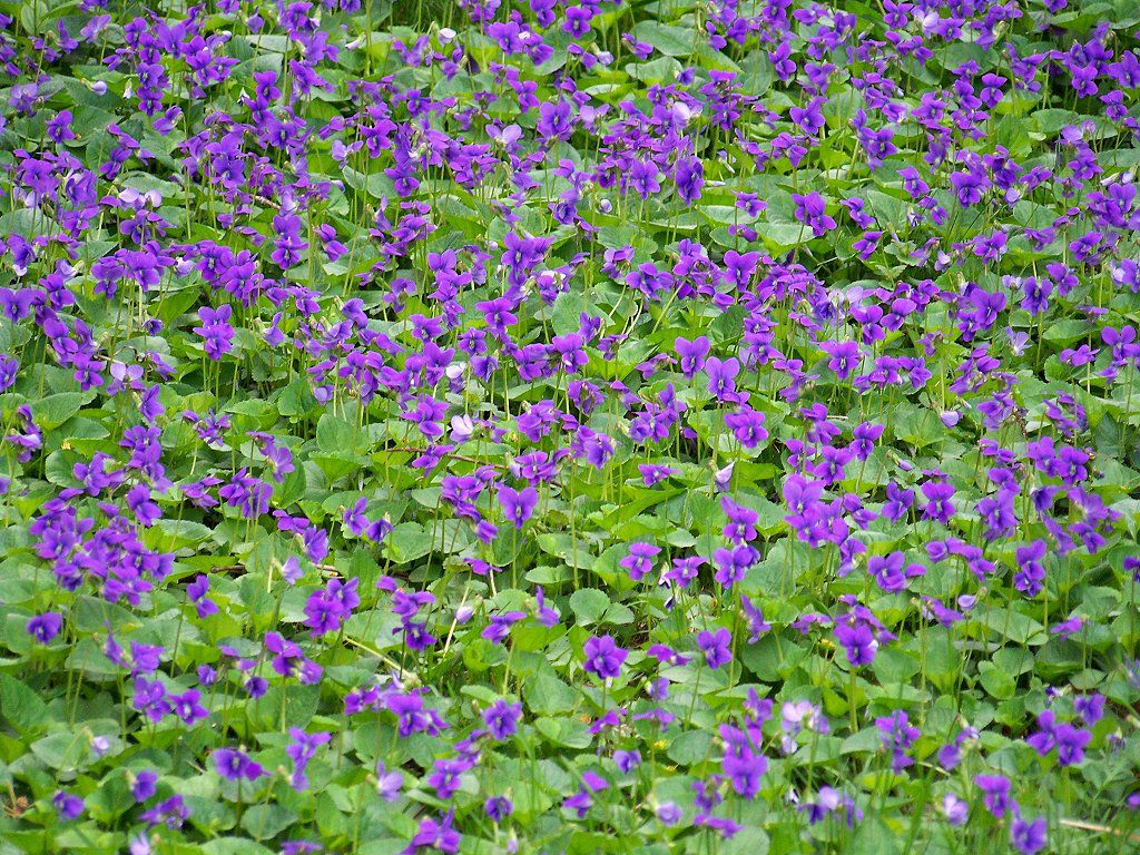 Wood Violet