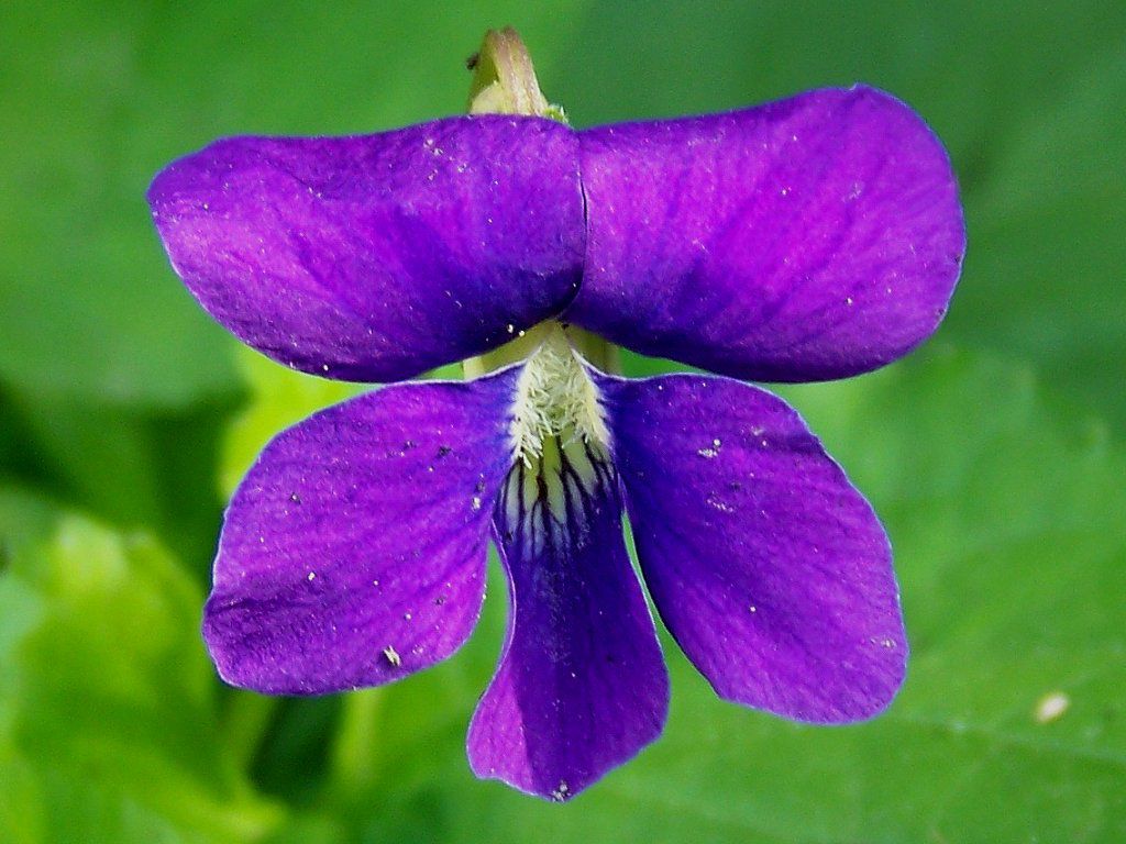 violet