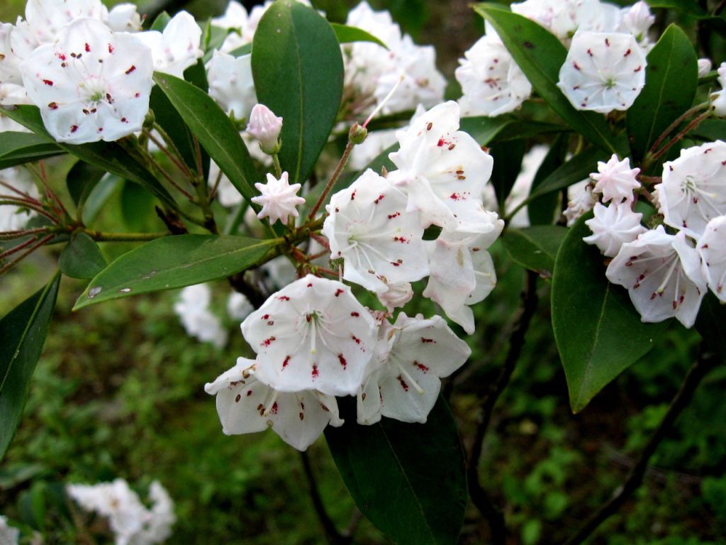 Mountain Laurel