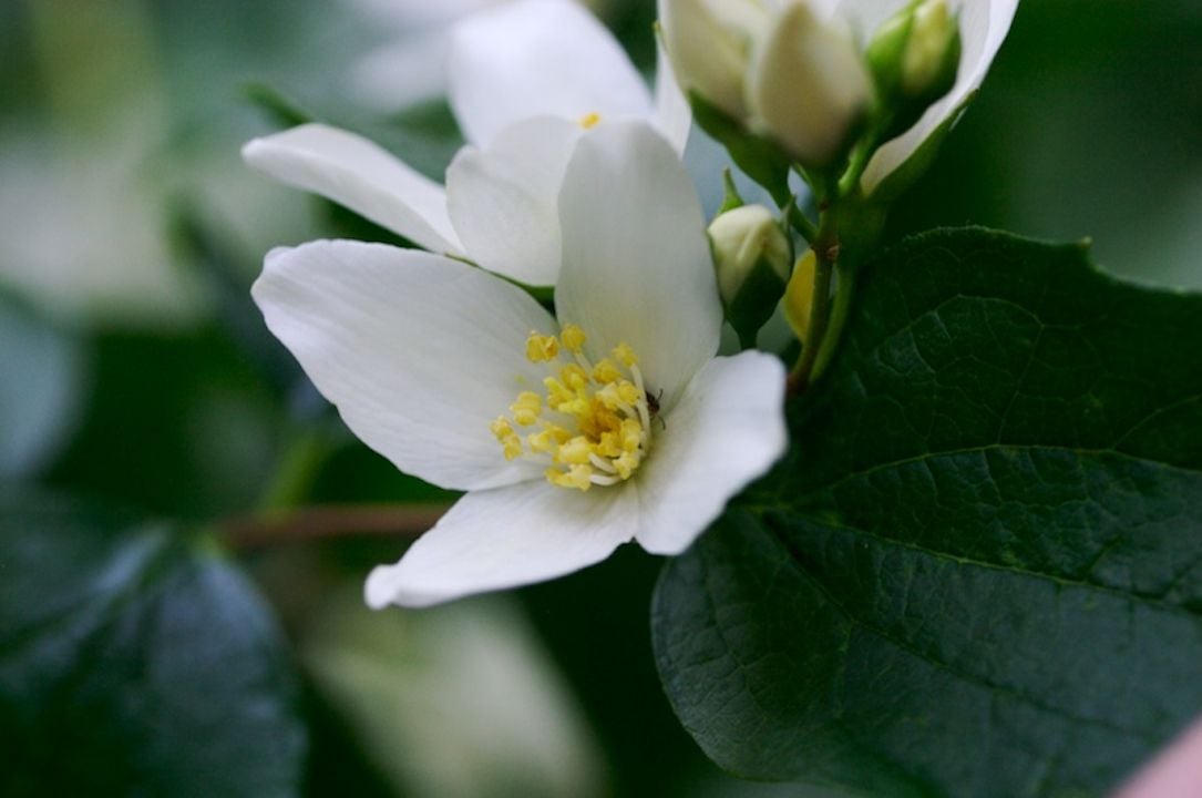 Syringa