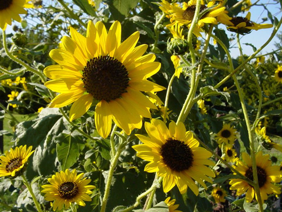 Sunflowers