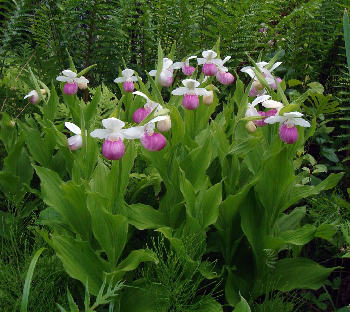 Pink & White Lady Slipper