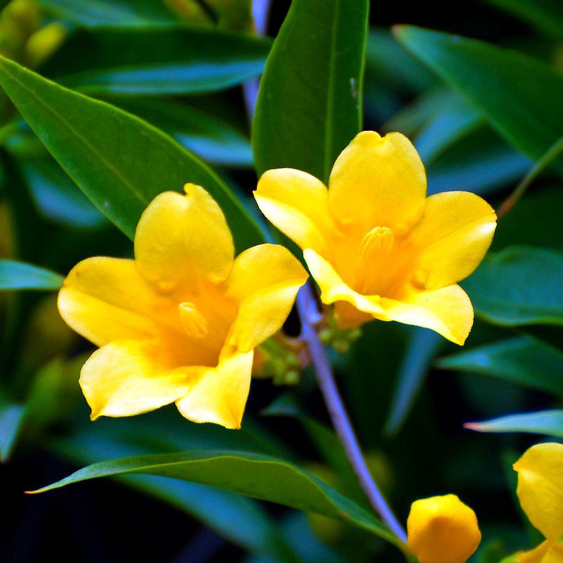 Yellow Jessamine