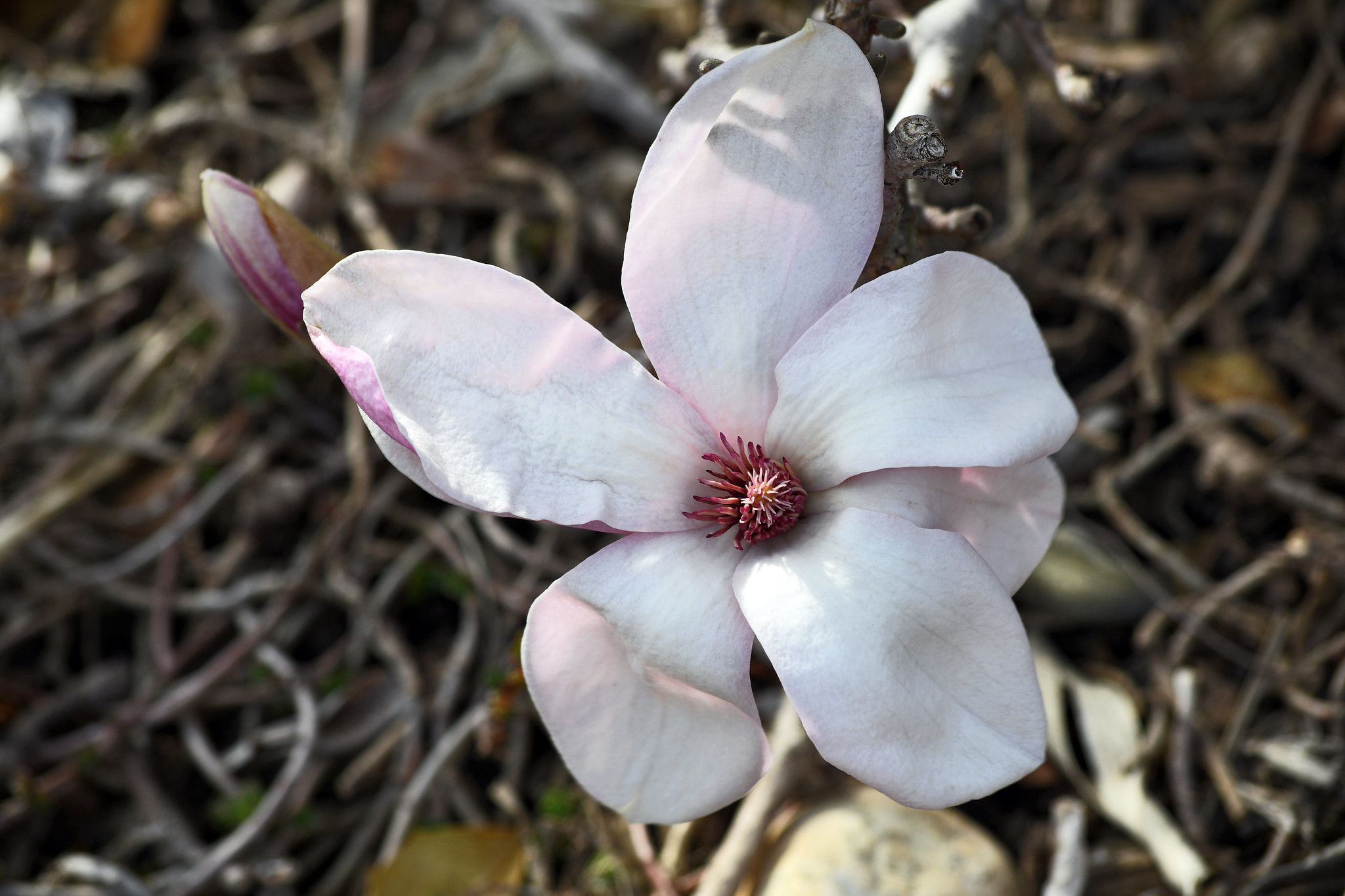 Magnolia
