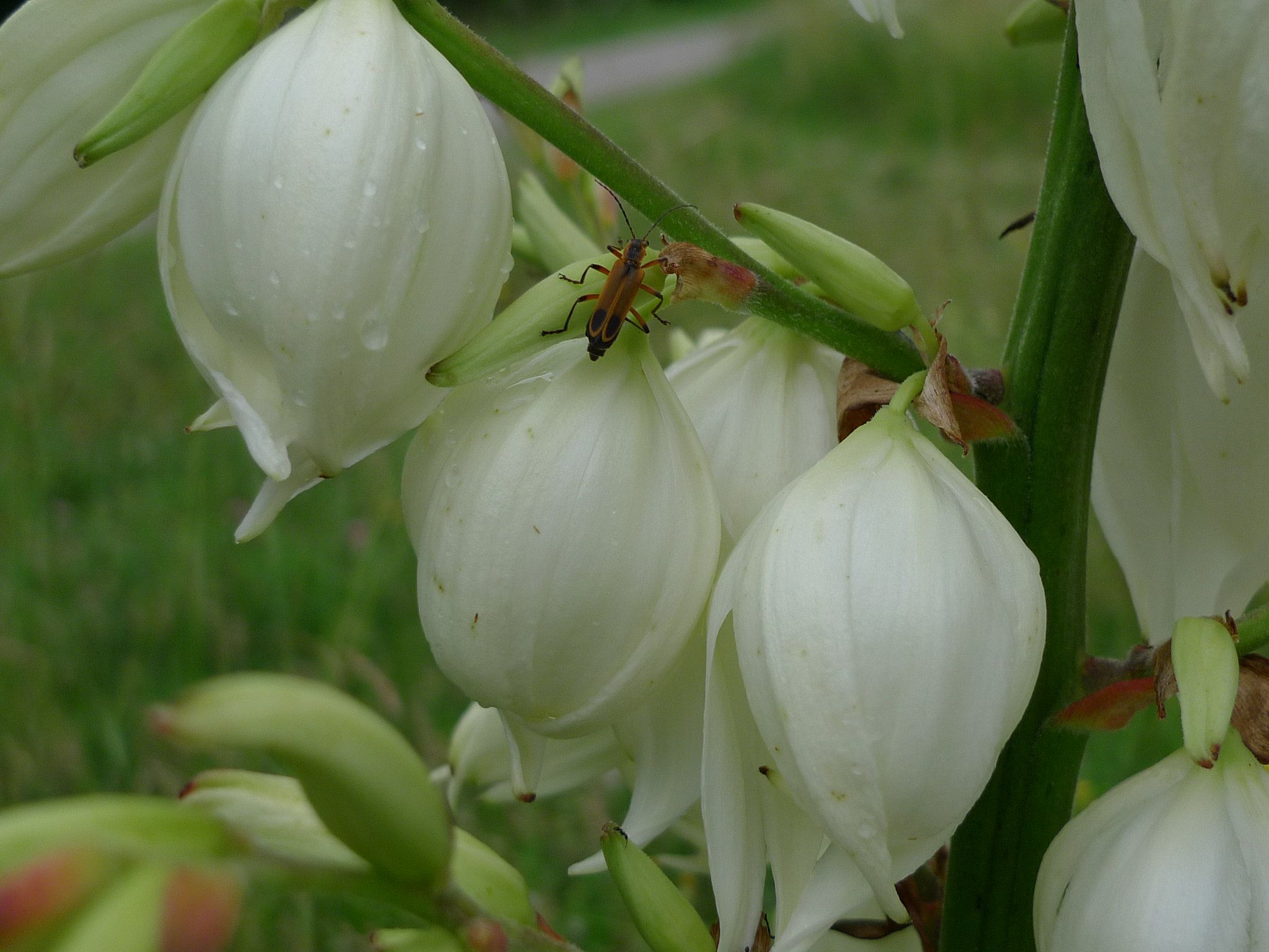New Mexico: Soaptree Yucca Flower