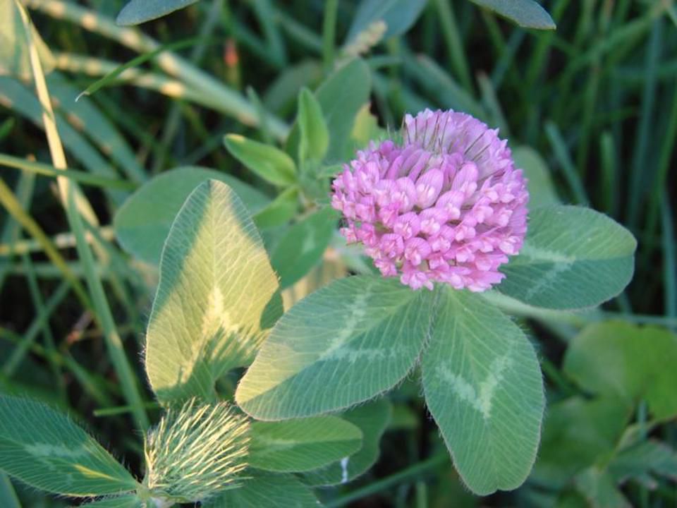 Red Clover