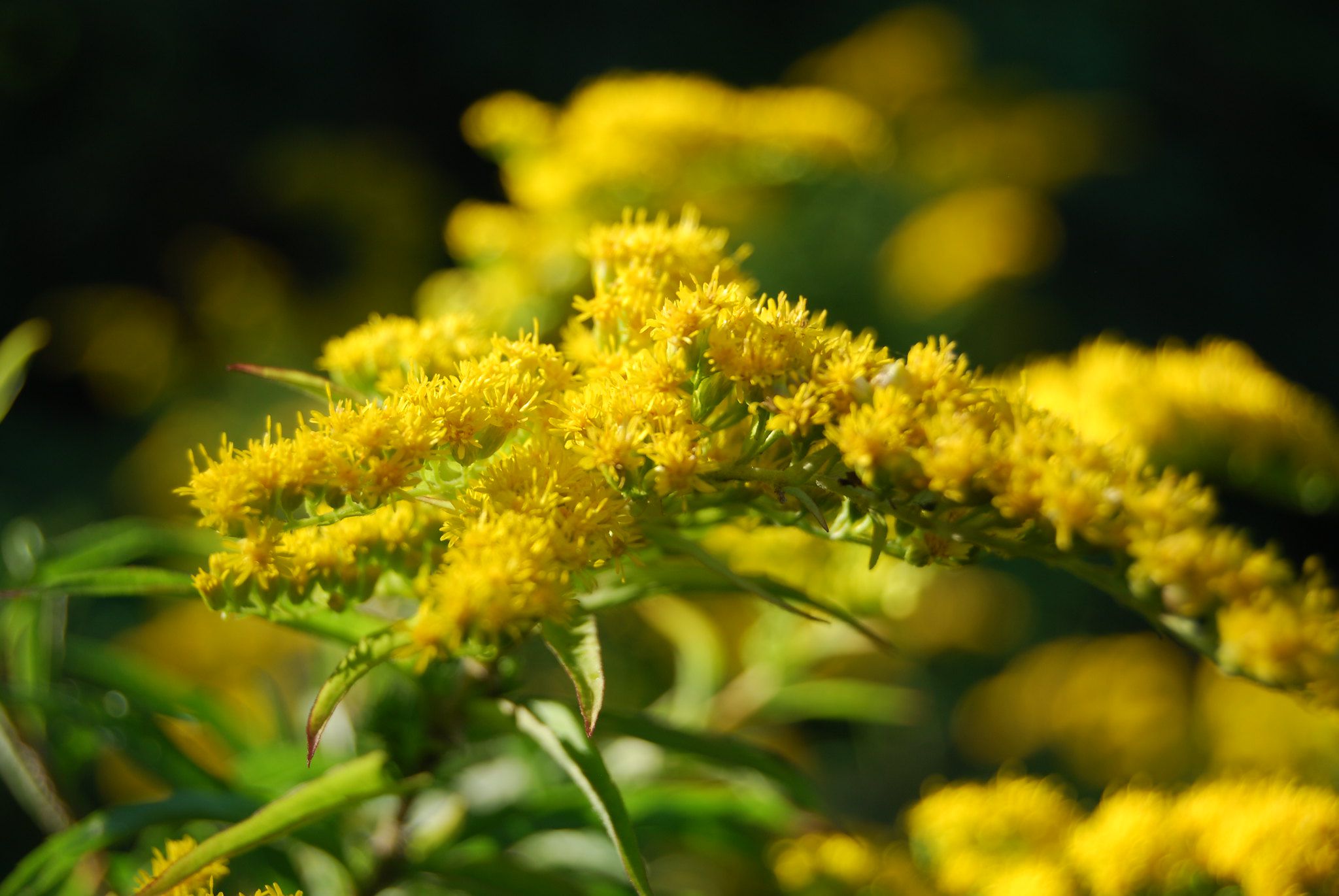 Goldenrod