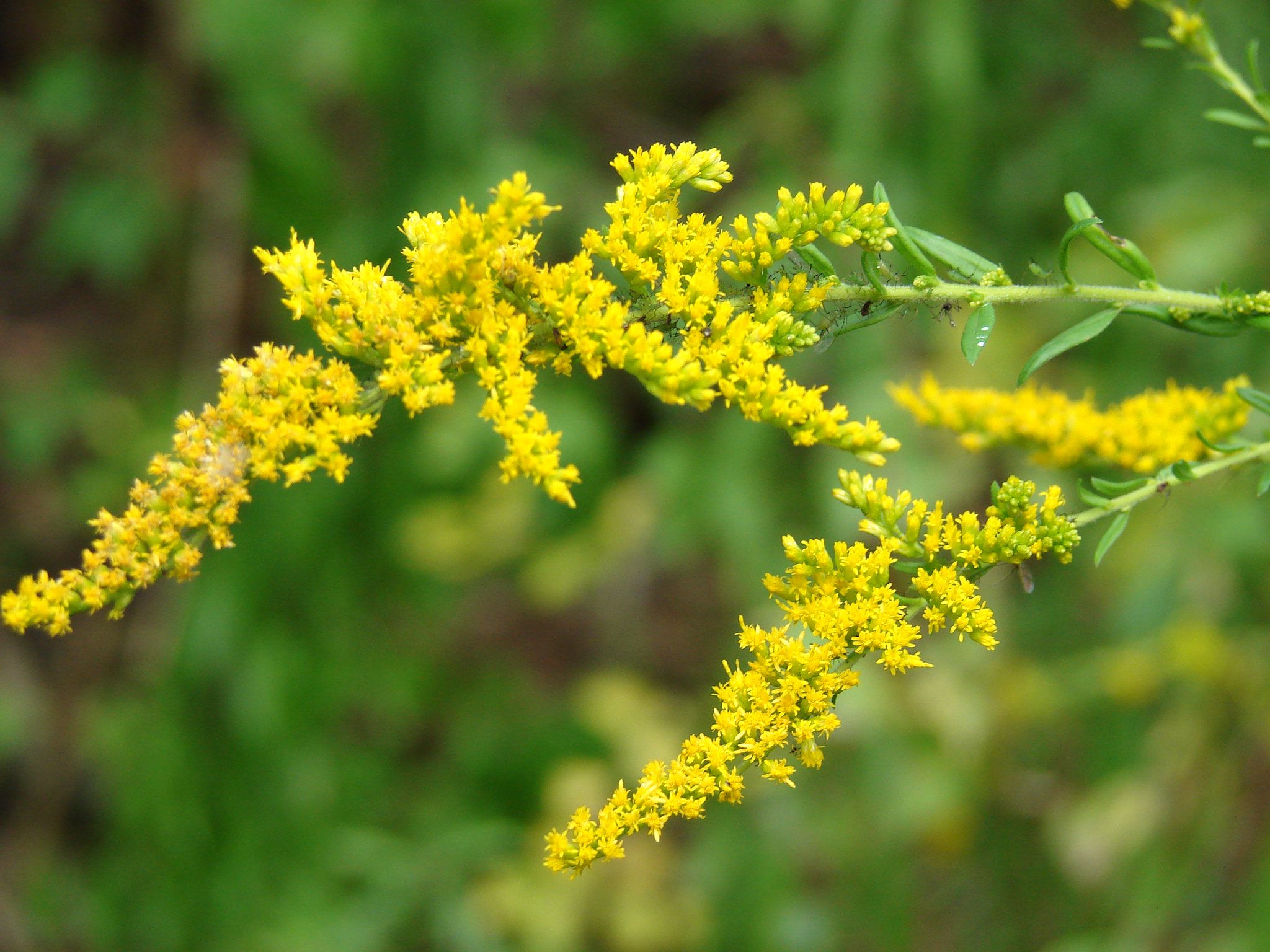 Goldenrod