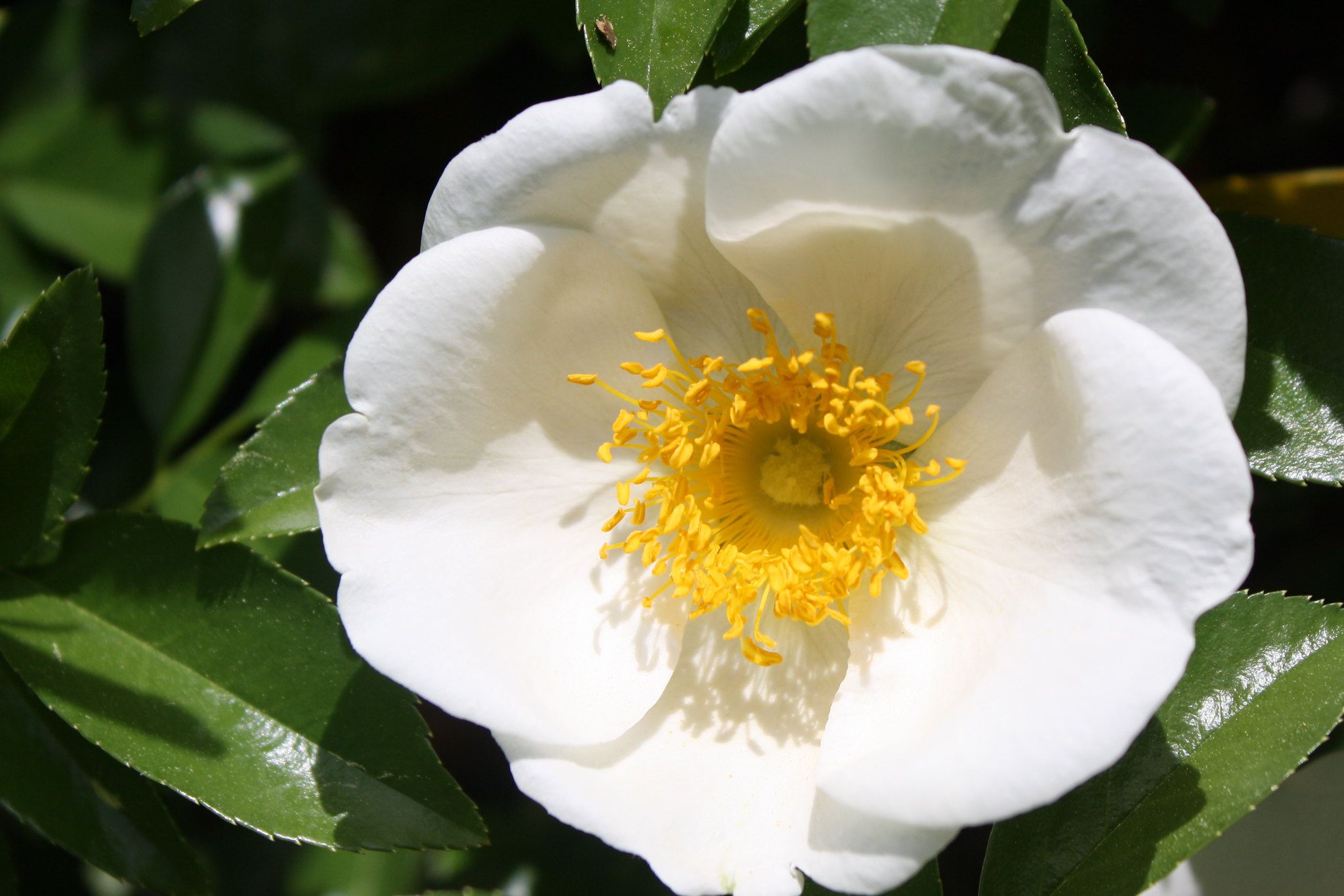 Cherokee Rose